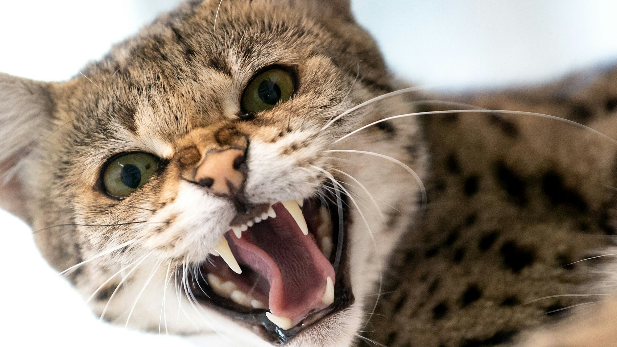 Eine Savannah-Katze sitzt in der Auffangstation für Reptilien in ihrem Gehege.