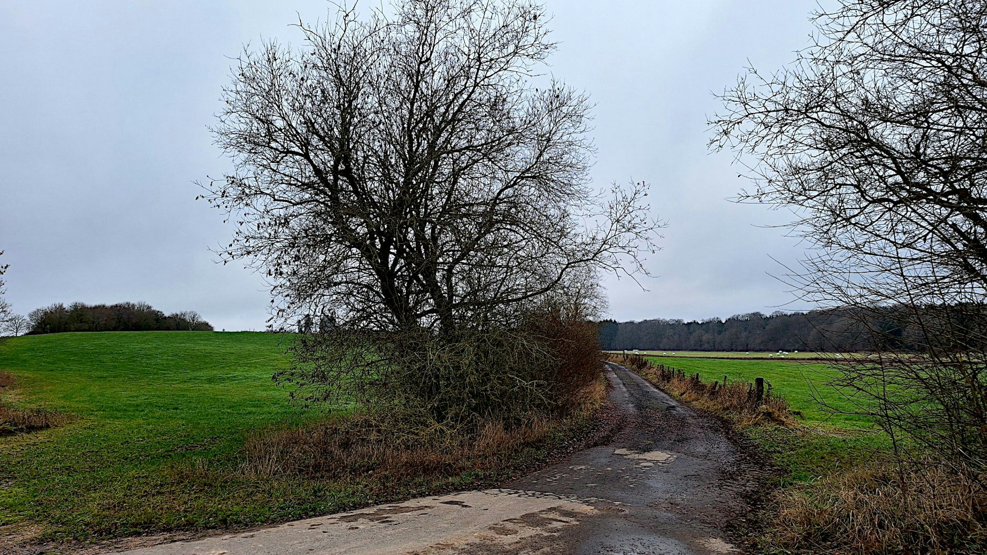 Das Bild zeigt zwei Wiesen bei Blankenheim, durch die ein Weg führt.
