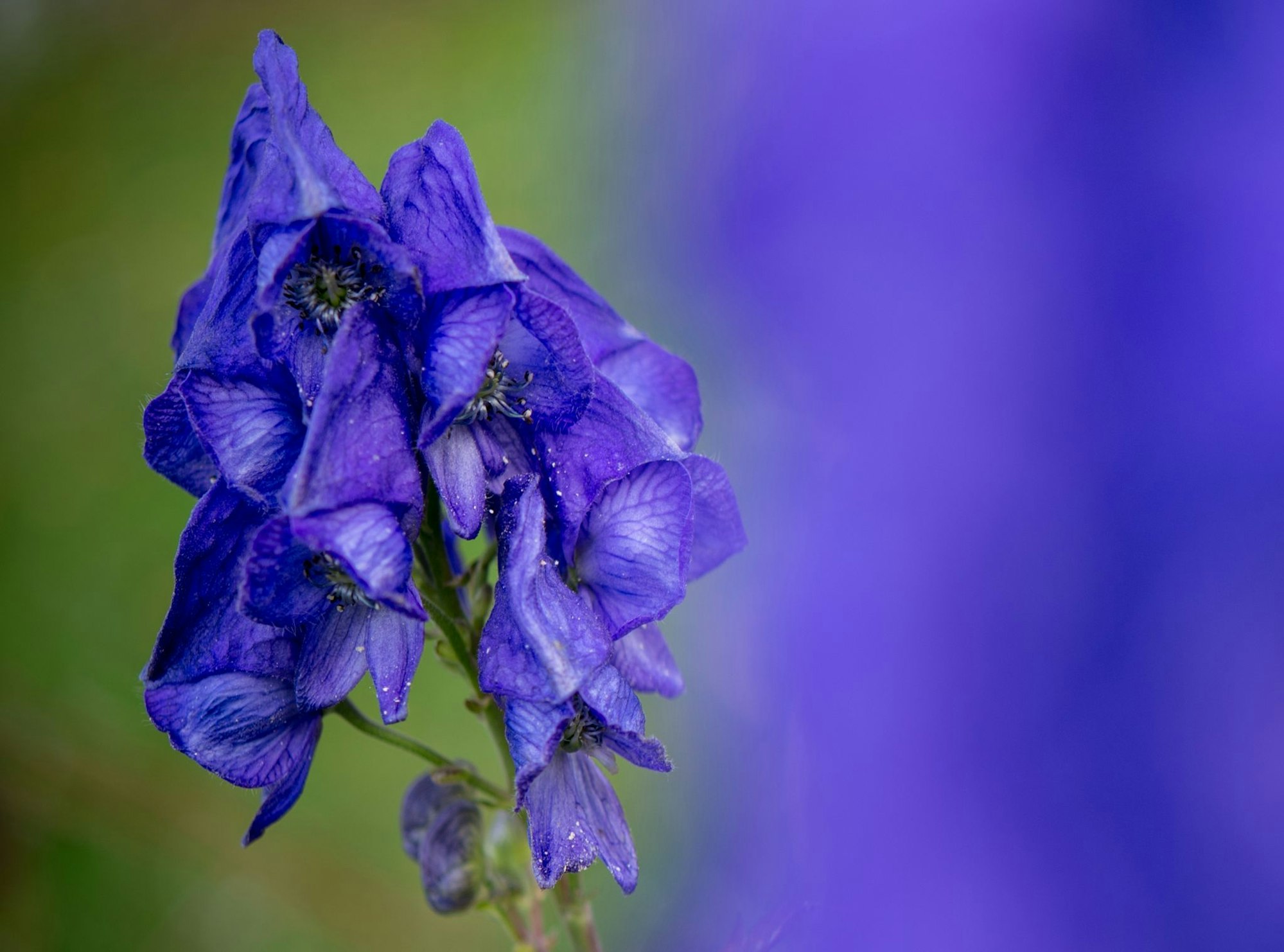 Der Blaue Eisenhut gehört wegen des Stoffs Aconitin zu den giftigsten Pflanzen Europas. (Archivbild)