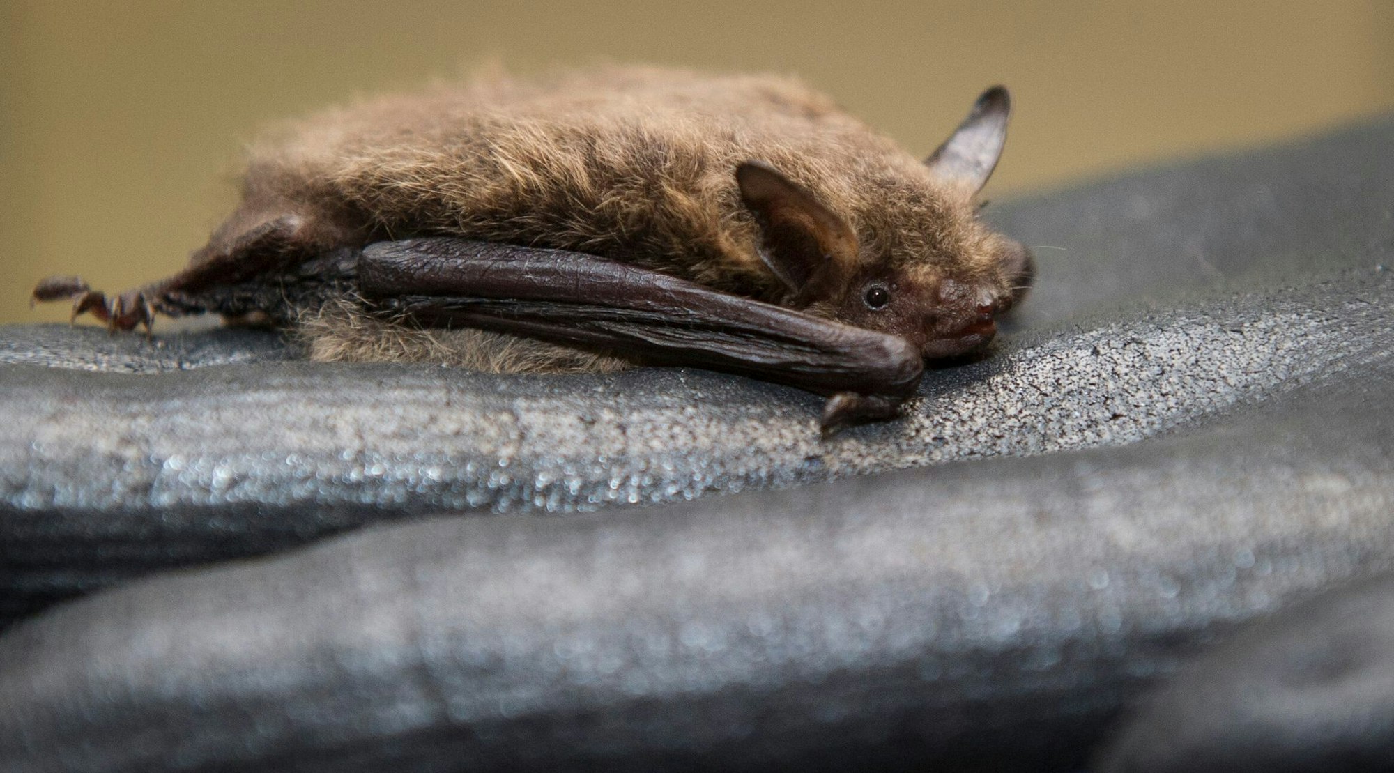 Für ihren Winterschlaf ziehen sich manche Fledermäuse gerne in Holzstapel zurück.