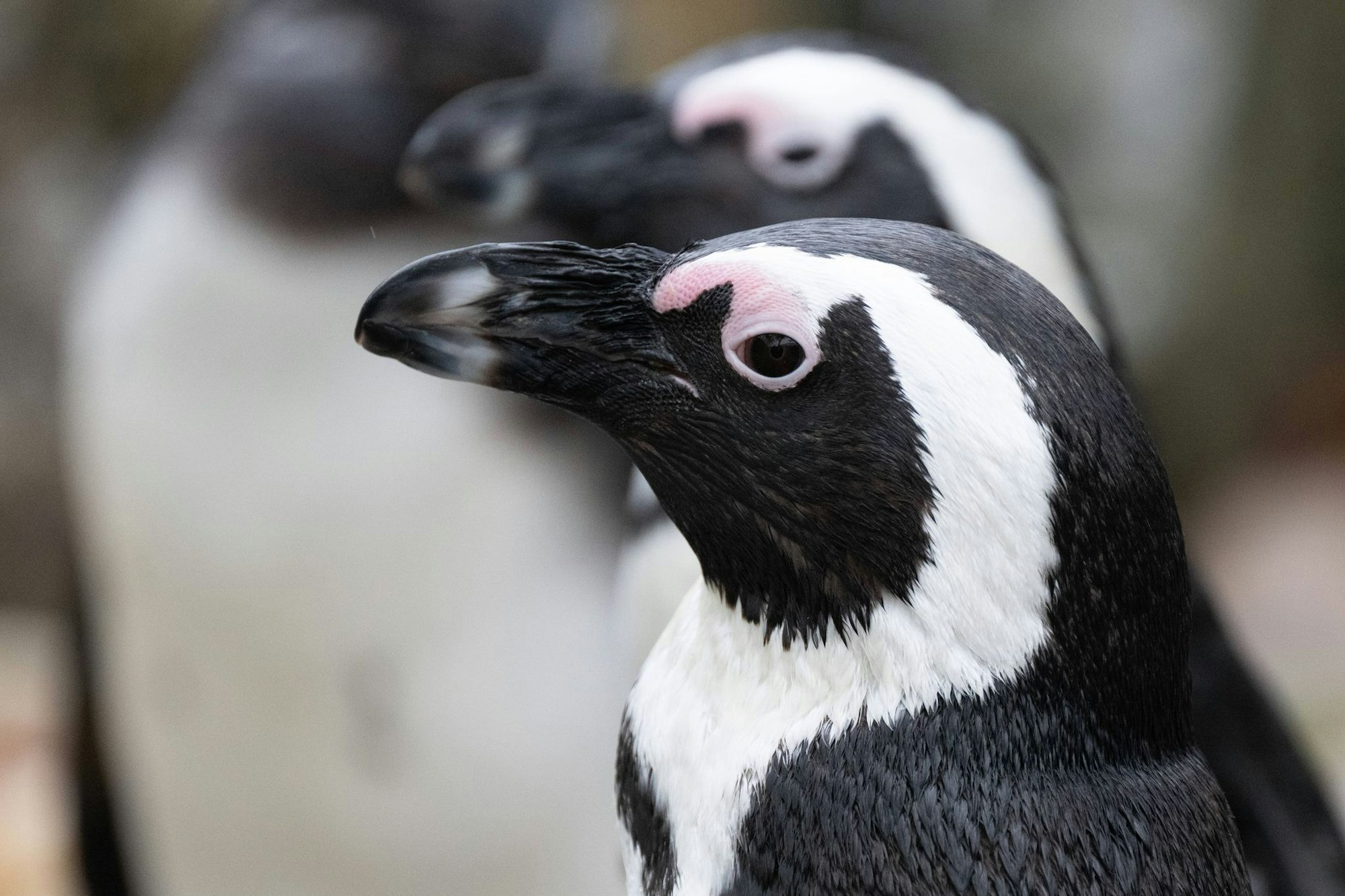 Brillenpinguin (Spheniscus demersus)
