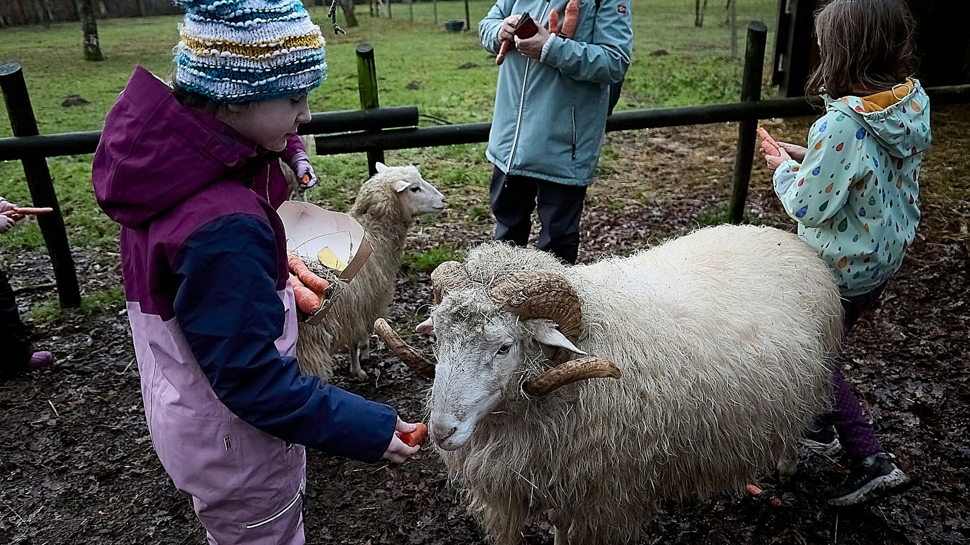 Kinder füttern Schafe mit Möhren.