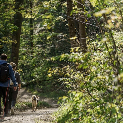 Die Bild zeigt Wanderer mit Hund in einem Wald.