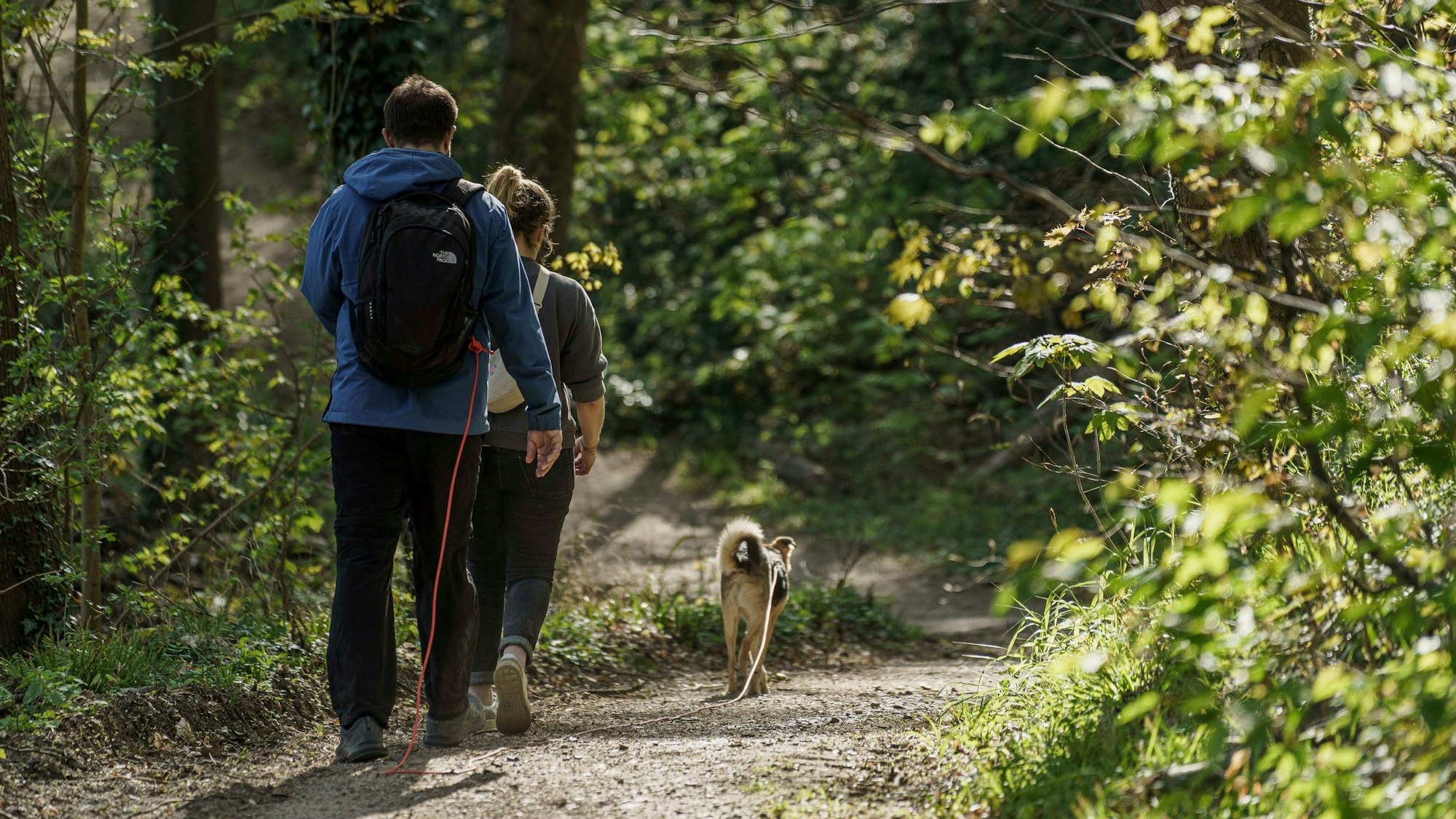 Die Bild zeigt Wanderer mit Hund in einem Wald.