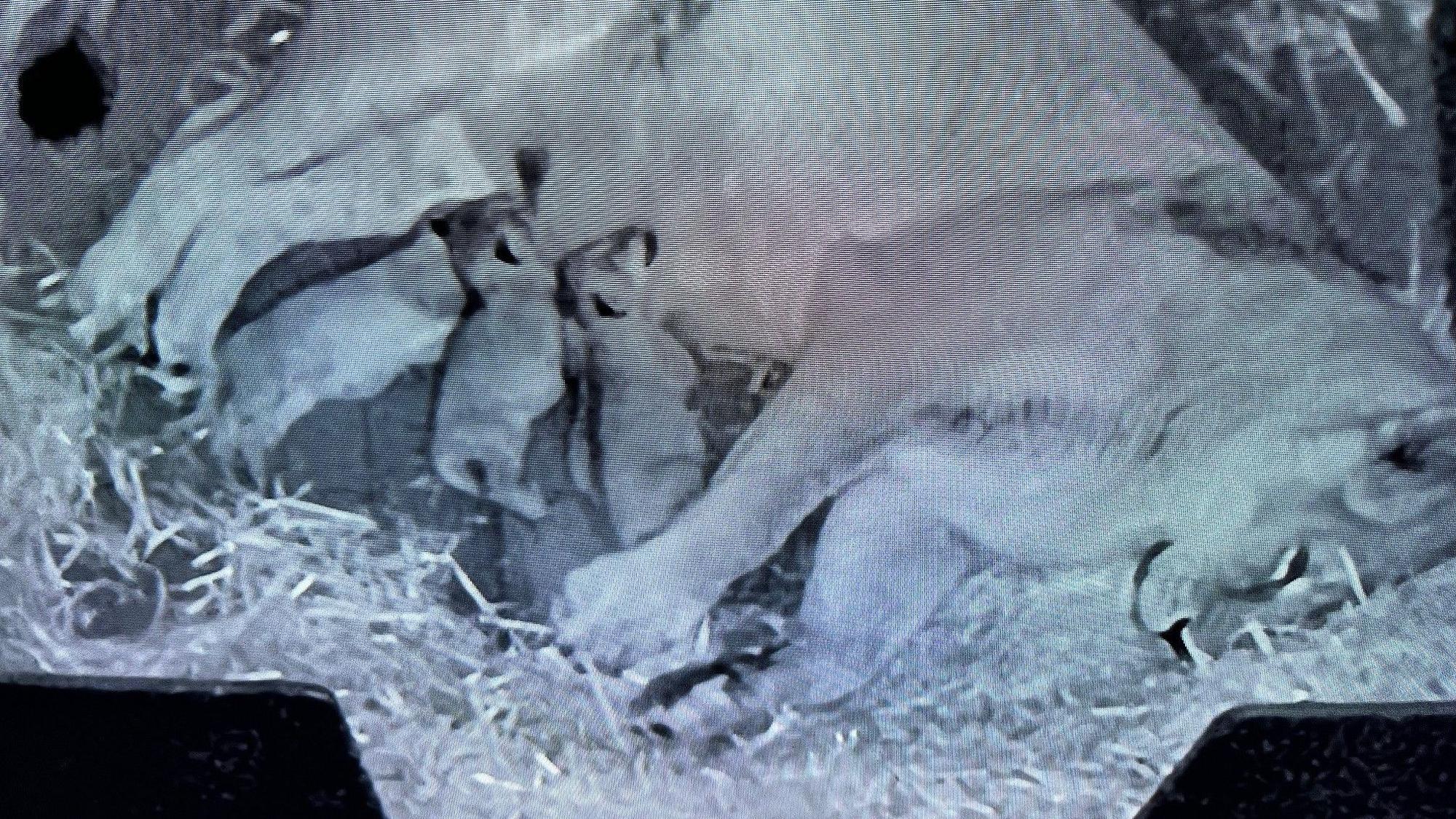 In der Wurfbox: Die drei Löwenjungen und Mama Gina.