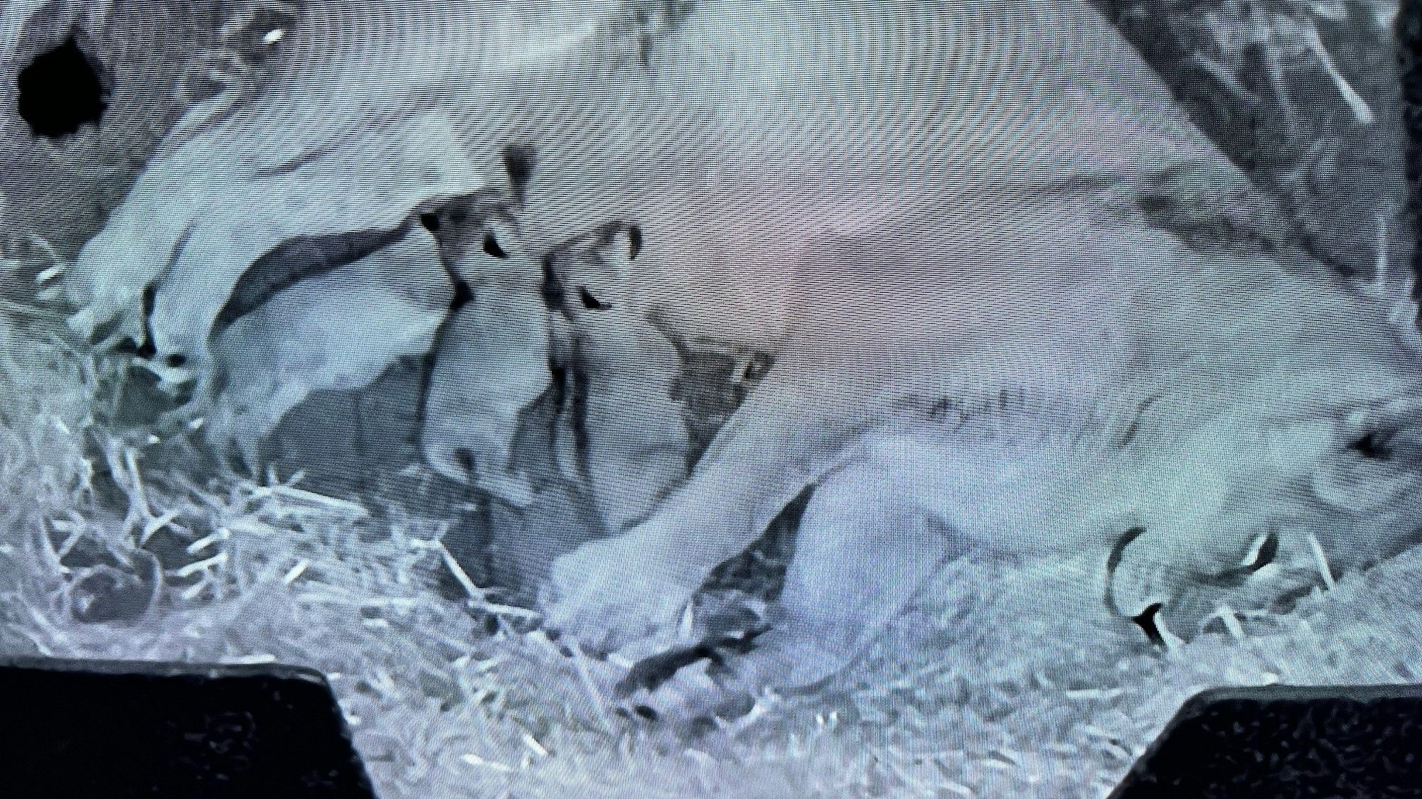 In der Wurfbox: Die drei Löwenjungen und Mama Gina.
