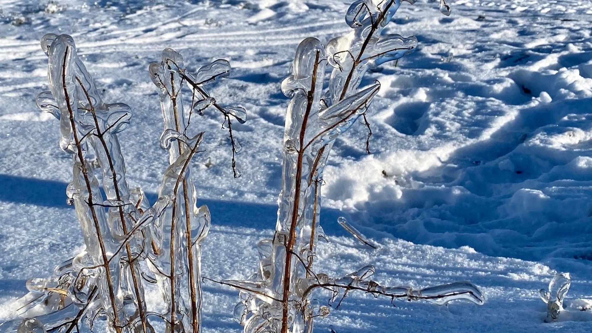 Vereiste Äste in einer Winterlandschaft.