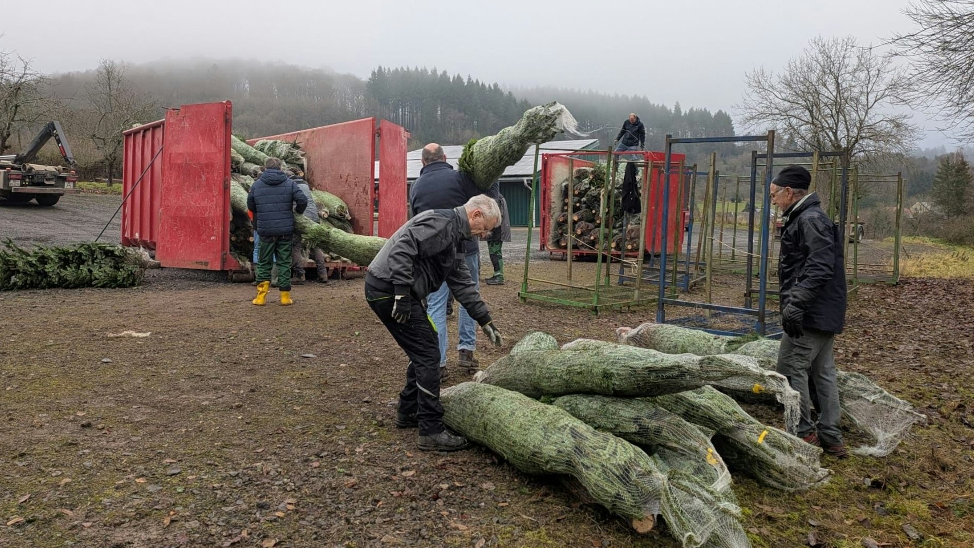 Mitglieder des Georgsring, dem Förderverein der Rheinbacher Pfadfinder, verladen die Nordmanntannen in Neroth in der Eifel, wo diese kurz vorher frisch geschlagen wurden.