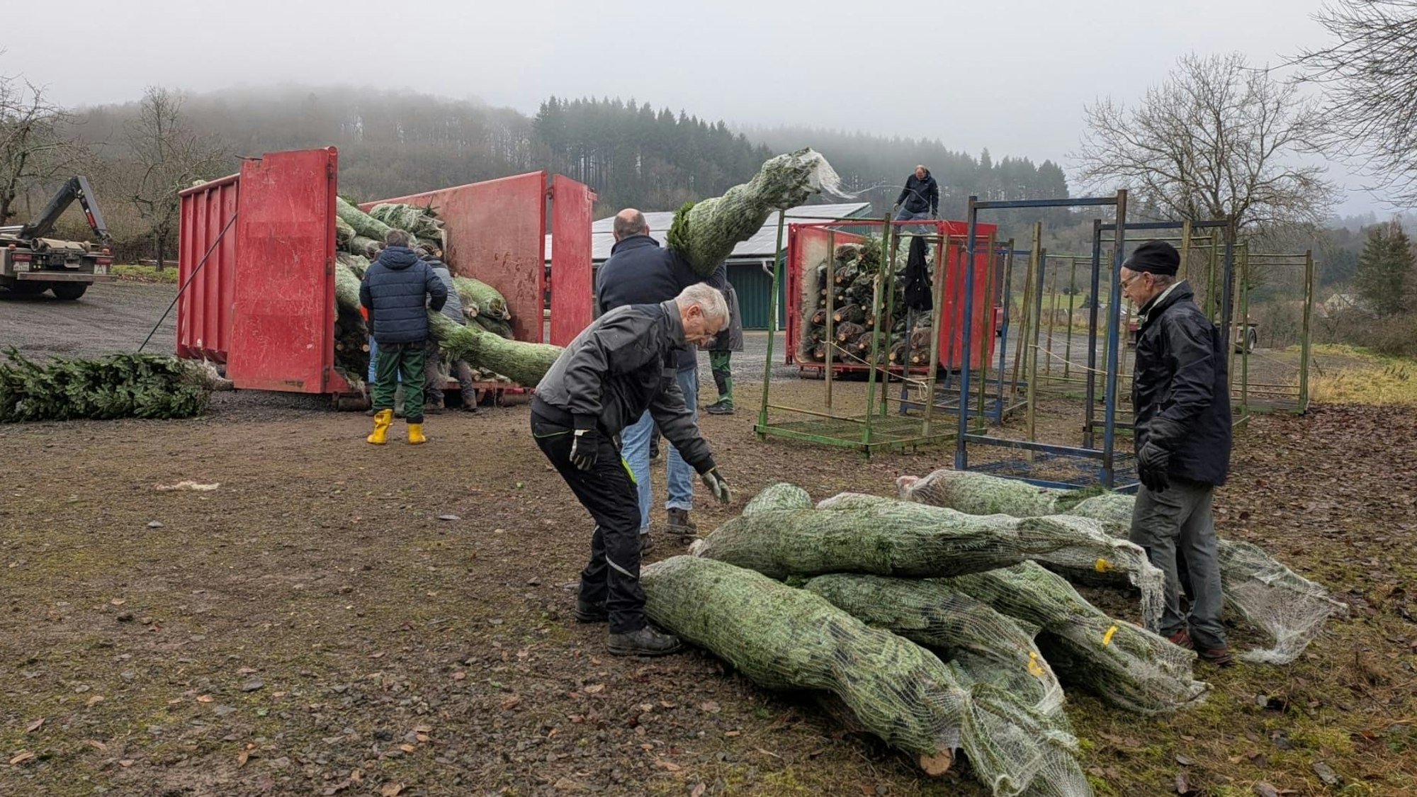 Mitglieder des Georgsring, dem Förderverein der Rheinbacher Pfadfinder, verladen die Nordmanntannen in Neroth in der Eifel, wo diese kurz vorher frisch geschlagen wurden.