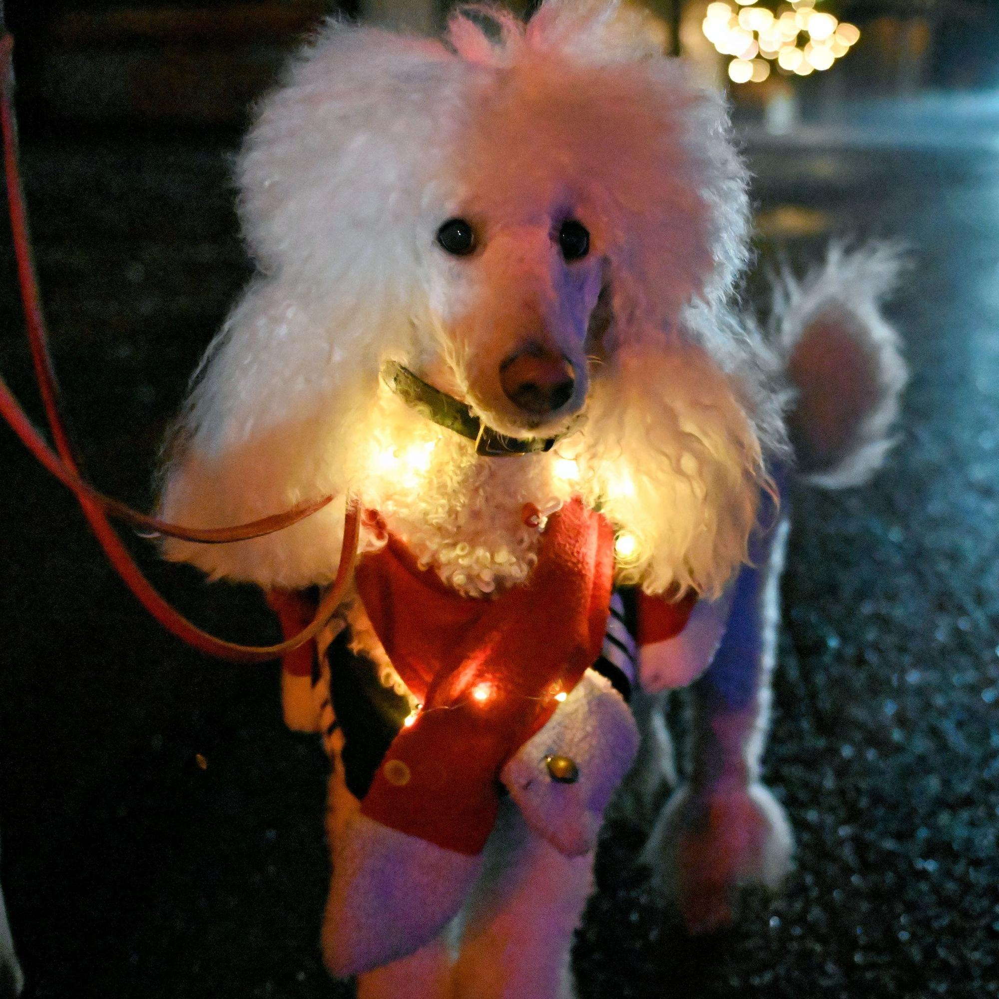 Ein weißer Pudel trägt eine Lichterkette und einen Weihnachtspullover.