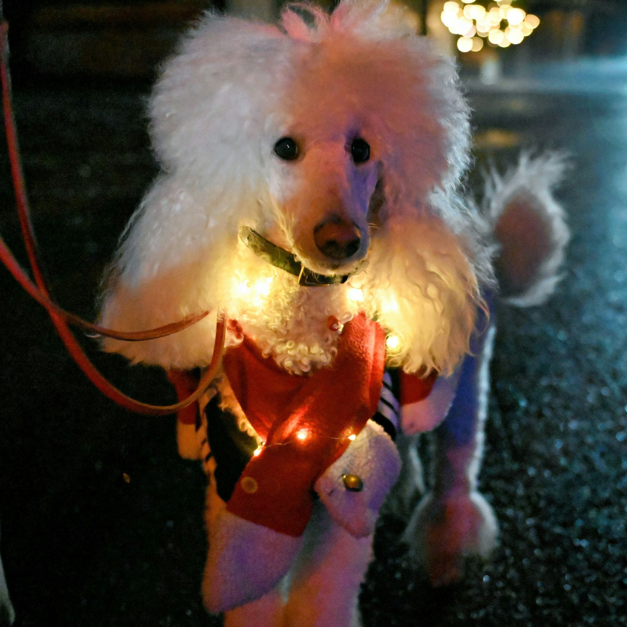 Ein weißer Pudel trägt eine Lichterkette und einen Weihnachtspullover.