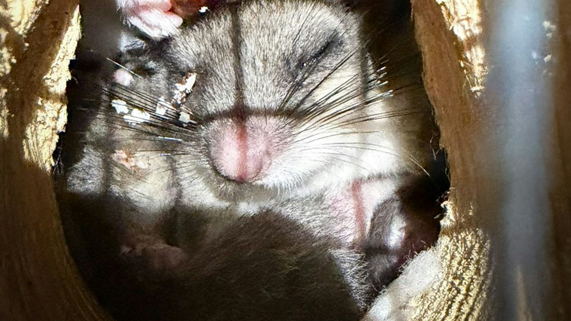 Zwei Siebenschläfer kuscheln sich aneinander.