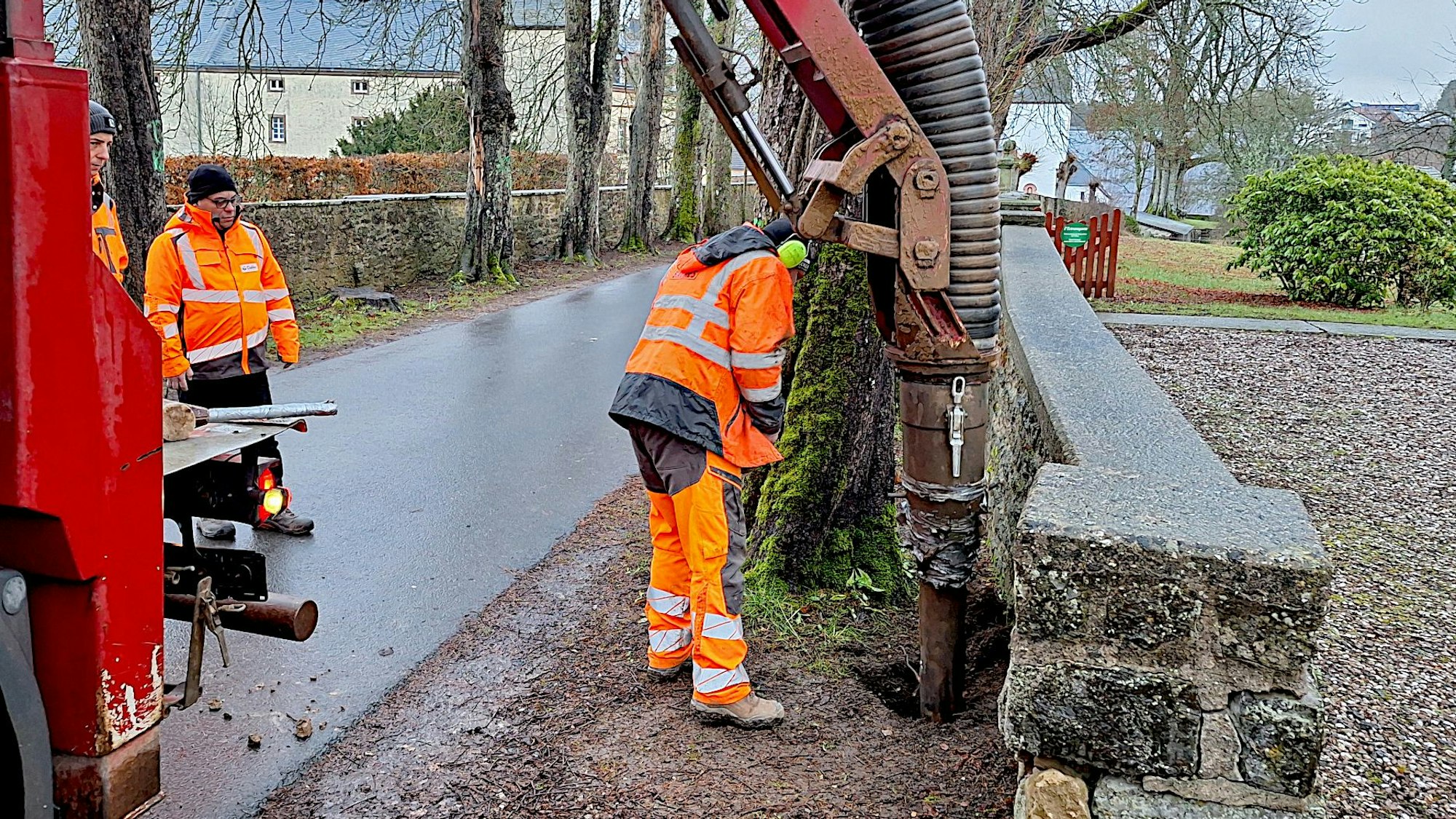 Arbeiter bedienen ein Spezialgerät an einer Kastanie, die nahe an einer Mauer steht.