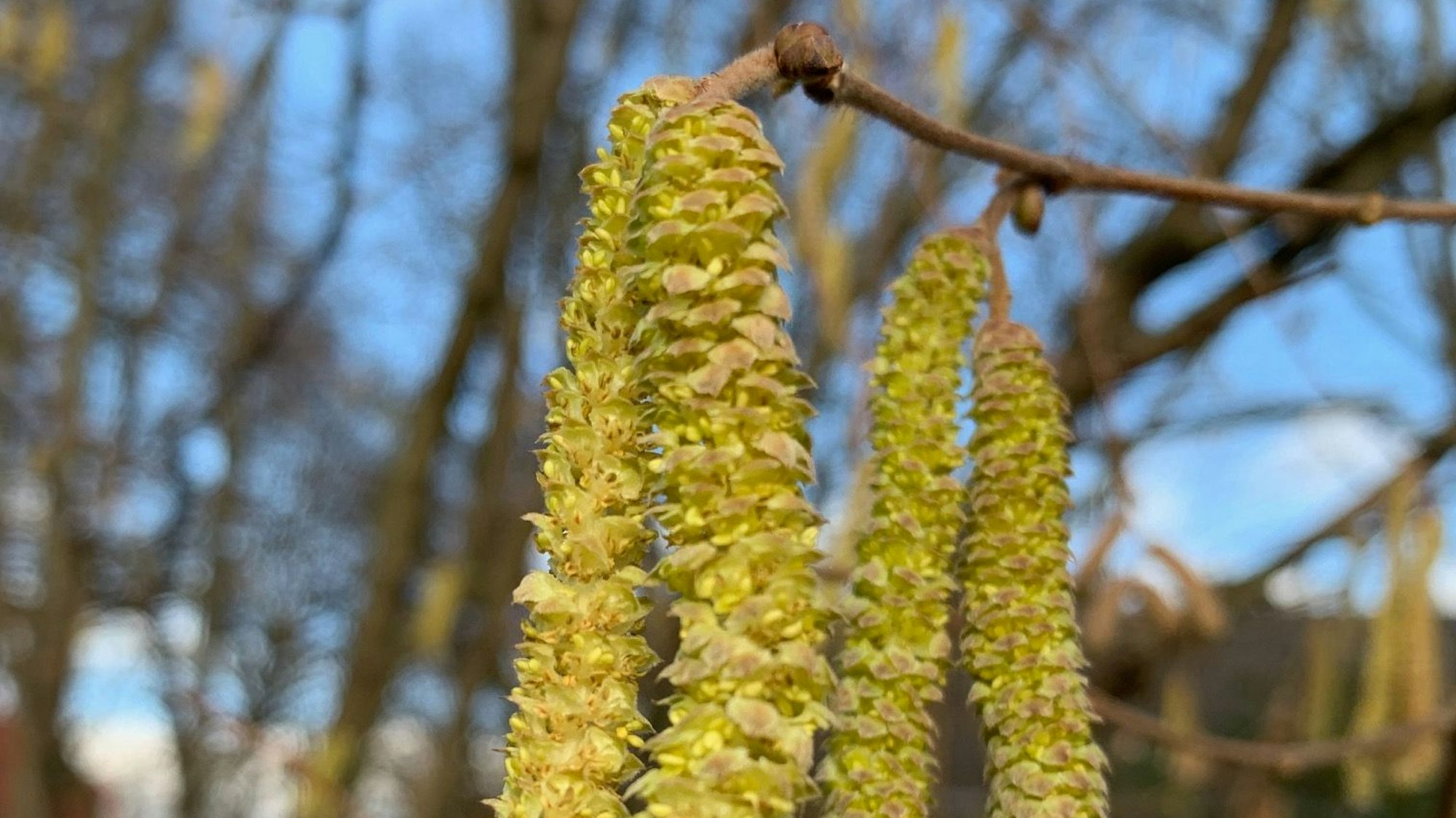 Karsten Brandt fotografierte am Sonntag, 14. Dezember, einen blühenden Haselstrauch in Sankt Augustin.