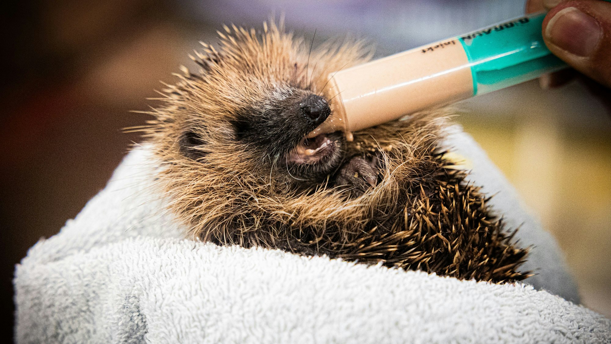 Ein Igel liegt in einem Handtuch und wird per Spritze mit Brei gefüttert.