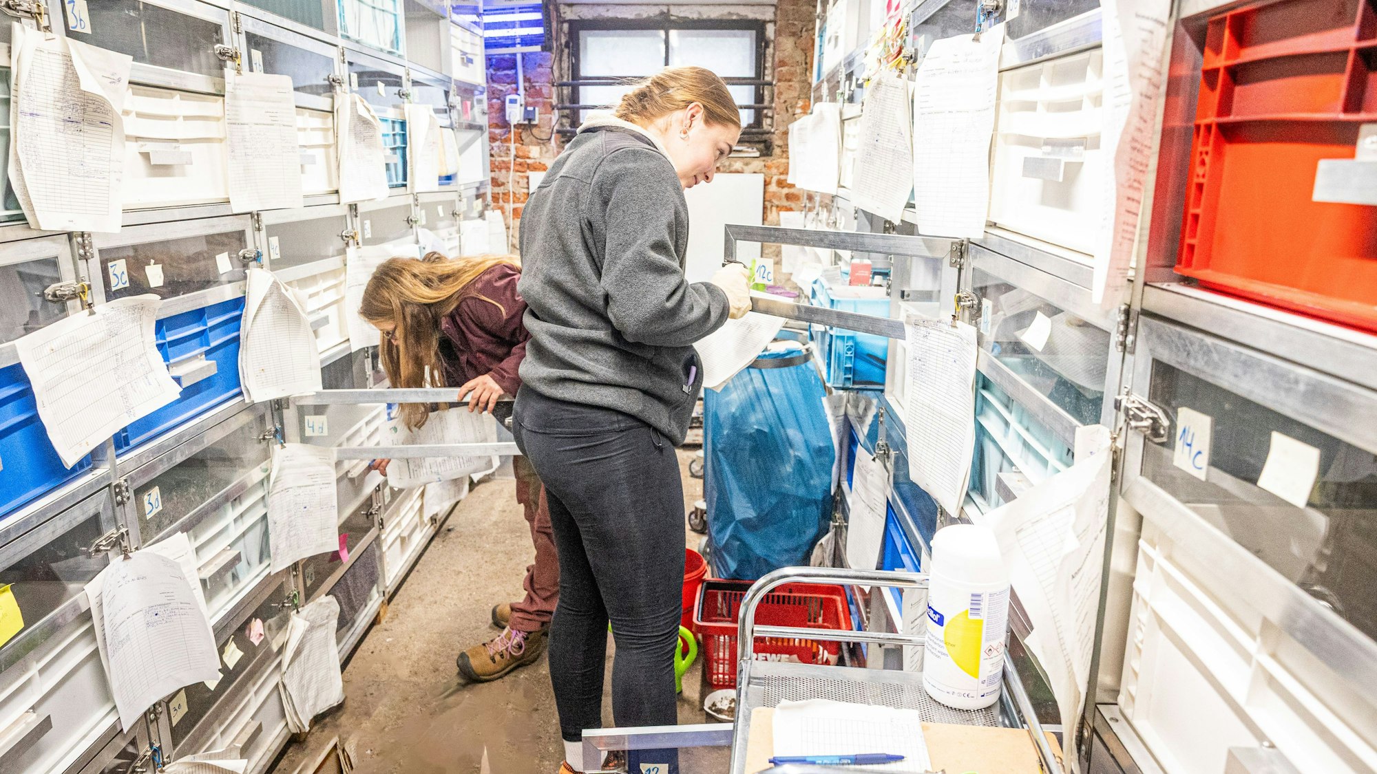 In einer extra für die Station gebauten Konstruktion finden die Igel Platz. Ehrenamtliche hegen und pflegen sie täglich.