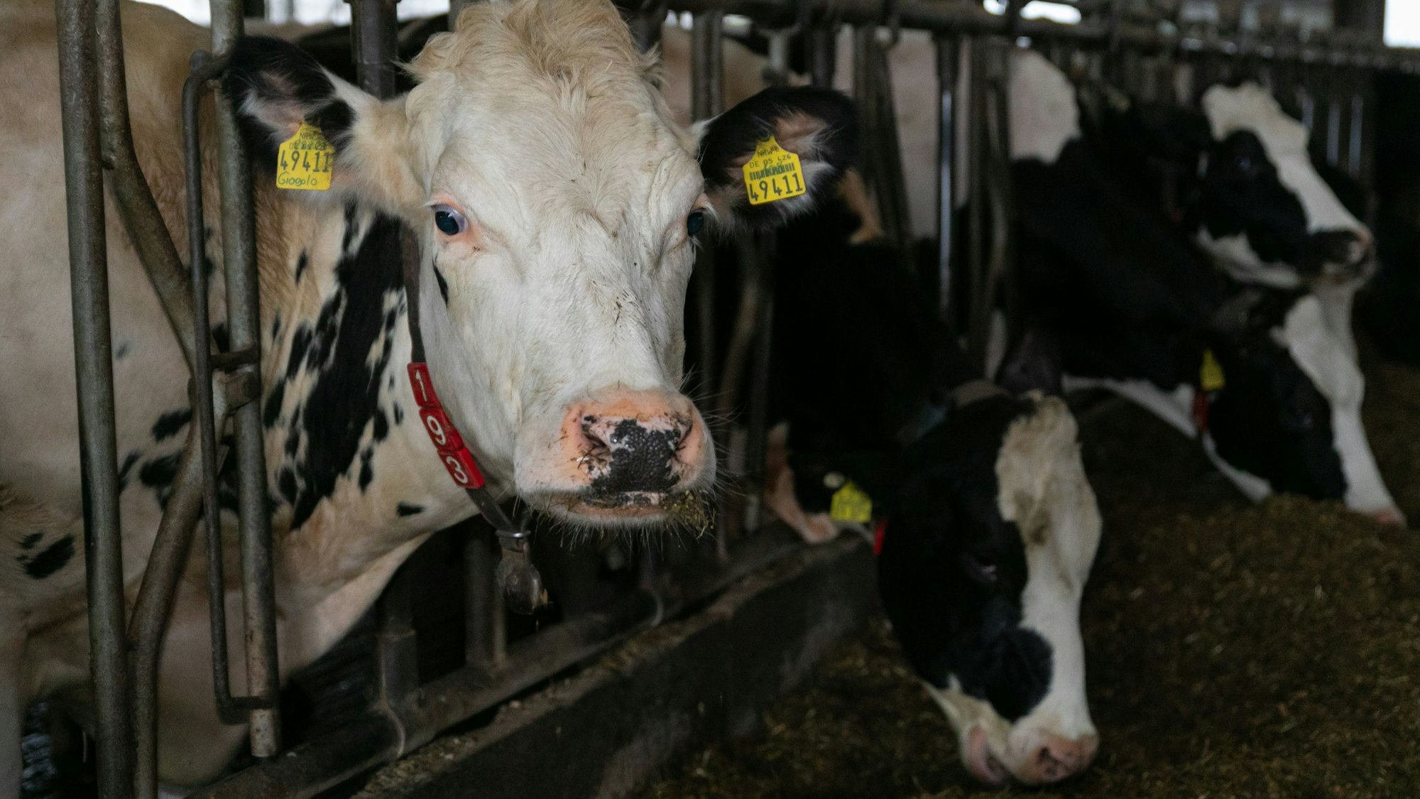 140 Milchkühe leben auf dem Hof von Jeanette Overhoff und Marco Schmelzer. Etwa 120 dieser Tiere werden täglich gemolken.