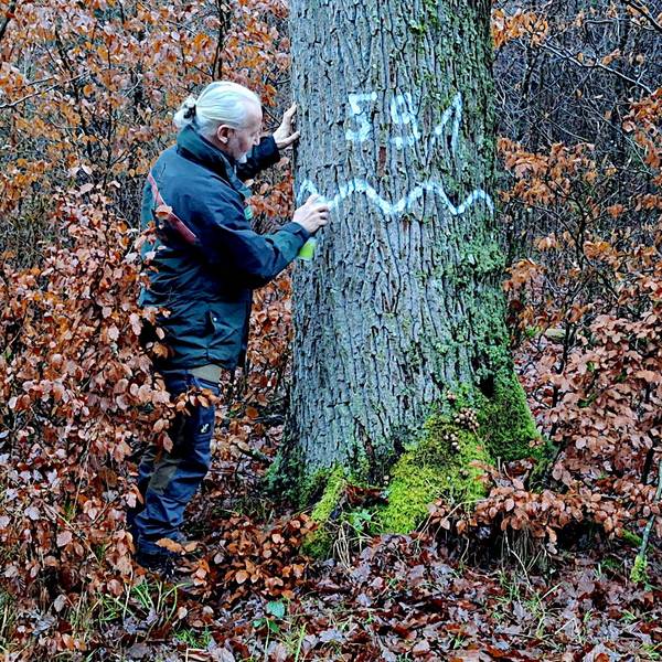 Zwei Männer stehen an einem Baum, der mit der Nummer 591 gekennzeichnet worden ist.
