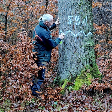 Zwei Männer stehen an einem Baum, der mit der Nummer 591 gekennzeichnet worden ist.