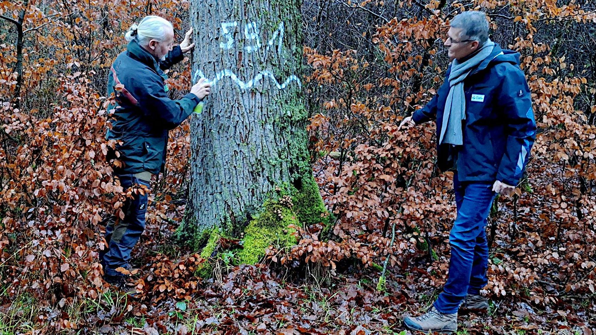 Zwei Männer stehen an einem Baum, der mit der Nummer 591 gekennzeichnet worden ist.