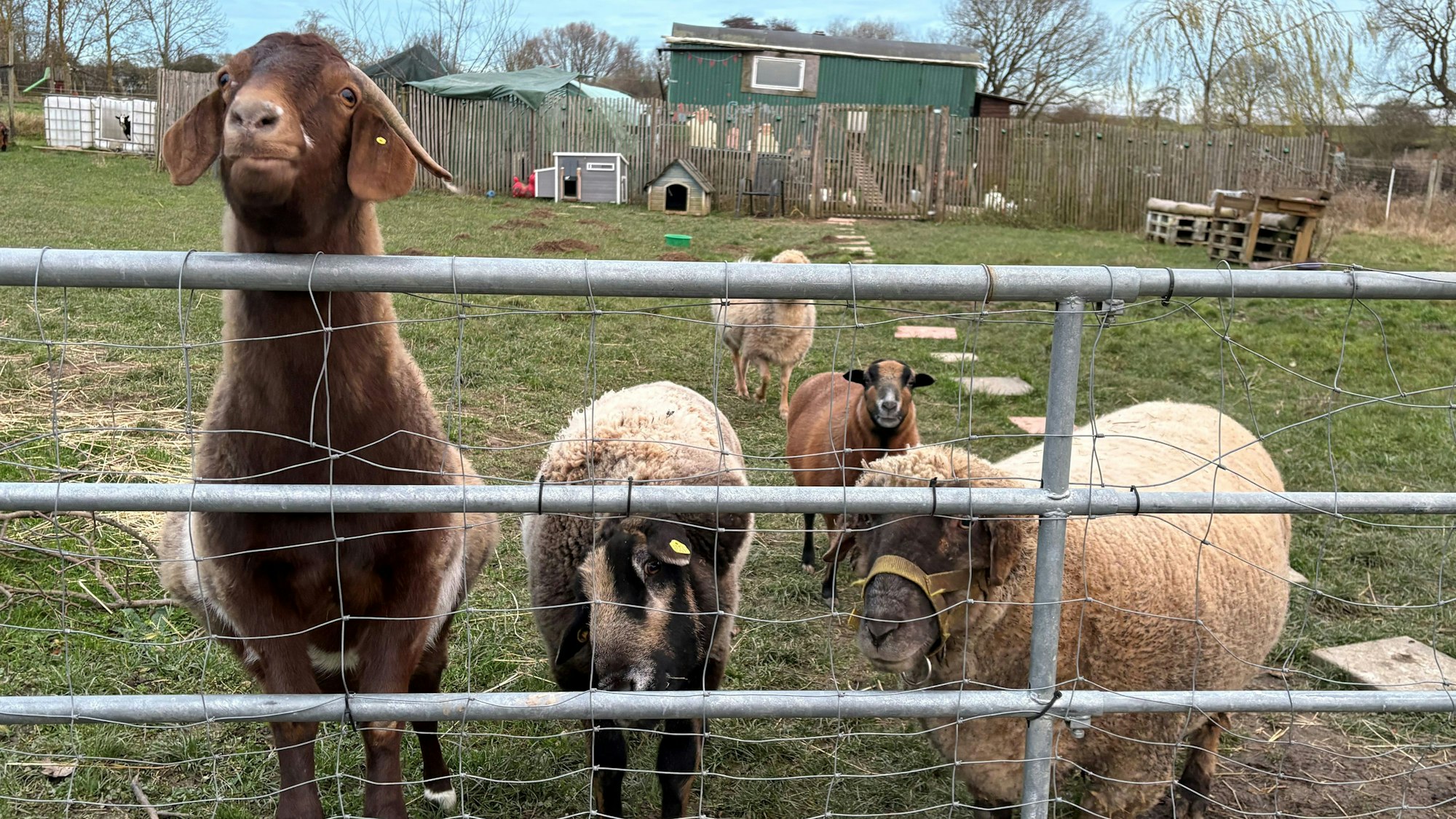 Wer die Weidewiese des Lebenshof Anna in Wachtberg-Holzem besucht, wird schon am Zaun von den Bewohnern neugierig begrüßt.