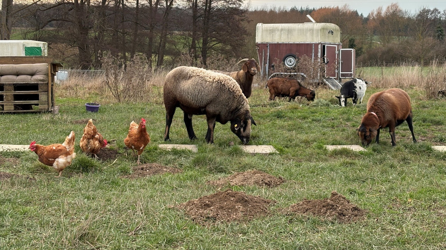 Ziegen, Schafe und Hühner teilen sich die Weidewiese des Lebenshof Anna in Wachtberg-Holzem.