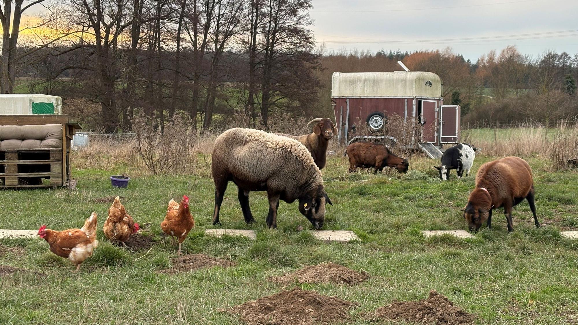 Ziegen, Schafe und Hühner teilen sich die Weidewiese des Lebenshof Anna in Wachtberg-Holzem.