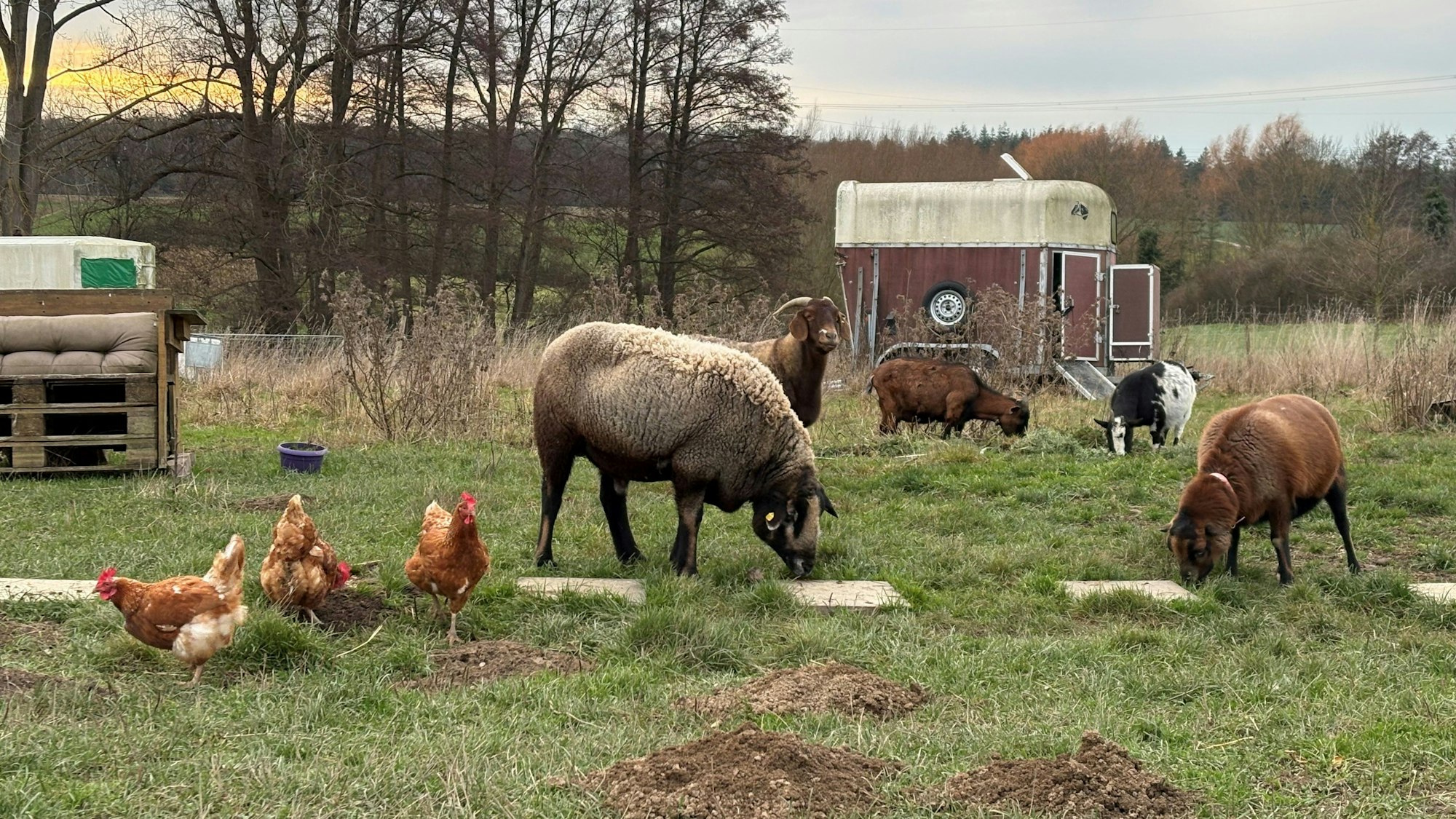 Ziegen, Schafe und Hühner teilen sich die Weidewiese des Lebenshof Anna in Wachtberg-Holzem.