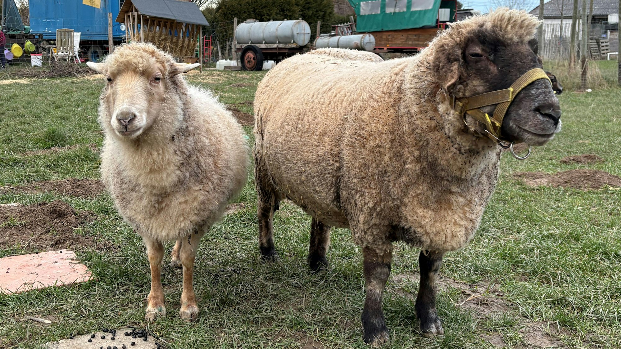 Wollschaf Kriemhild (l.) und Schwarzkopfschaf Heidi.