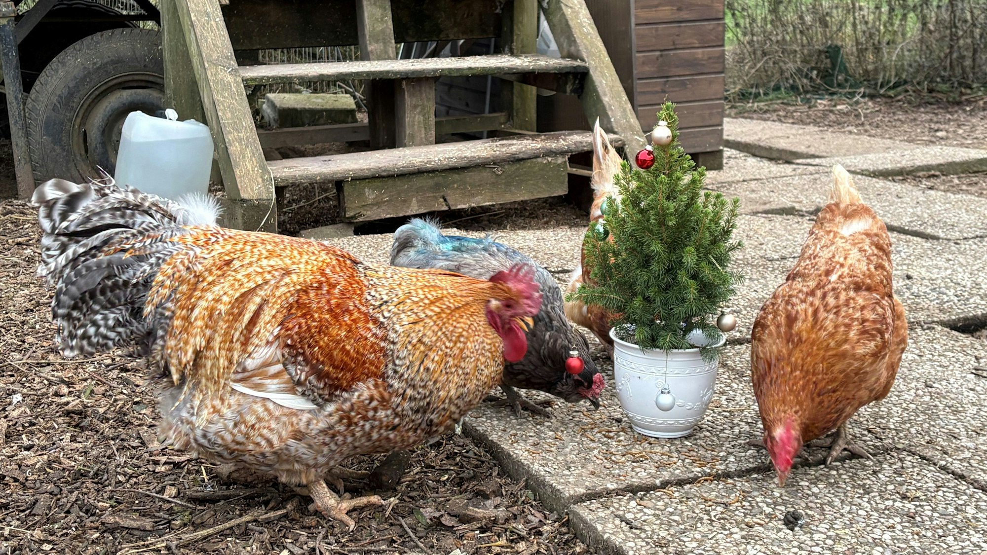 Hühner picken Mehlwürmer unter ihrem eigenen kleinen Weihnachtsbaum.