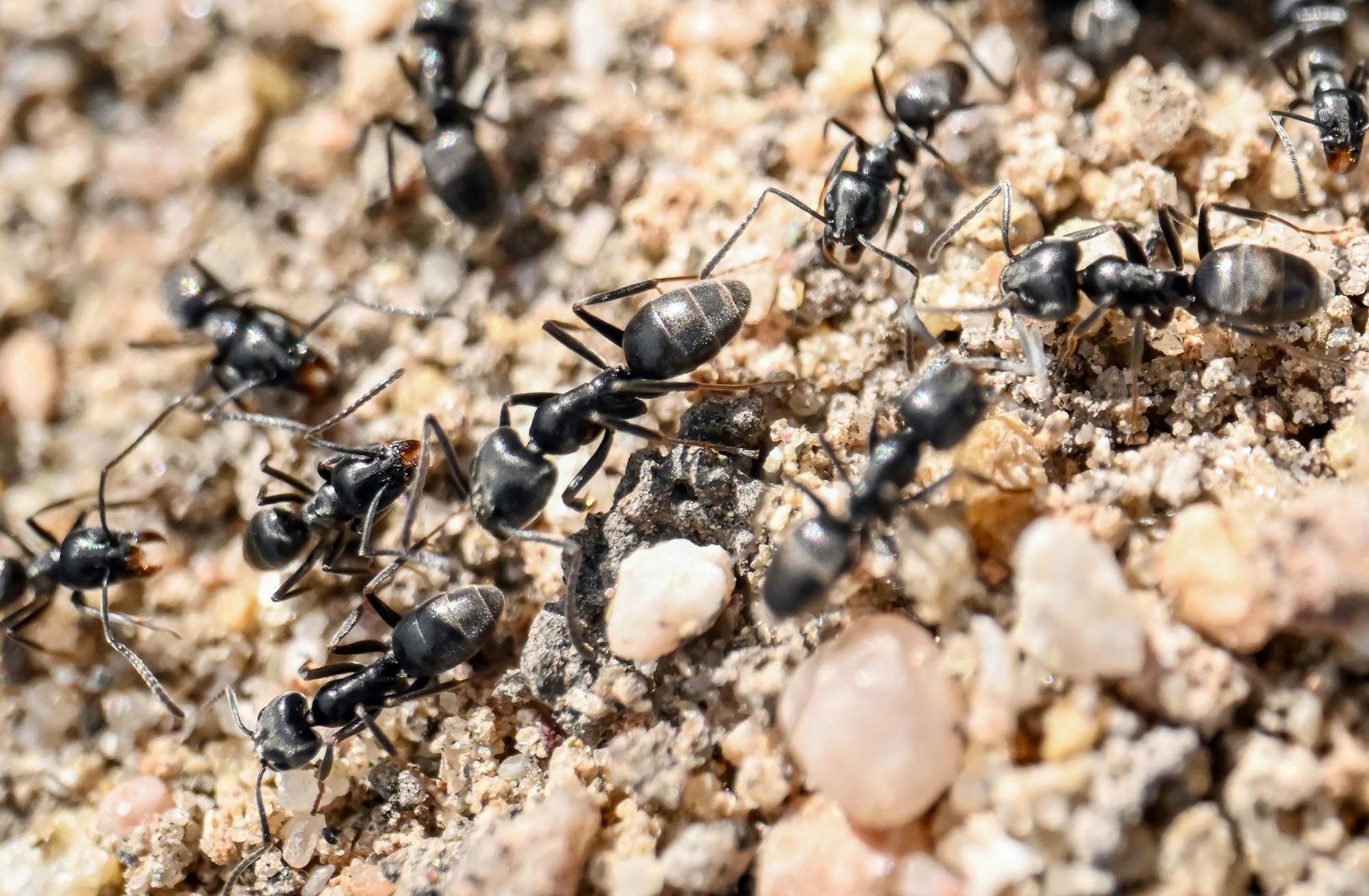 Am Bordstein einer Strasse krabbeln Ameisen.