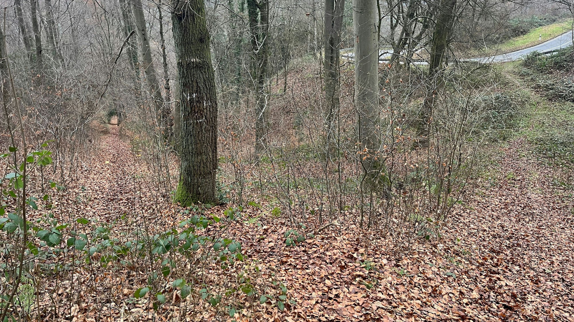 Der Pfad hinunter zur Uckerather Straße ist nur schwer auszumachen.