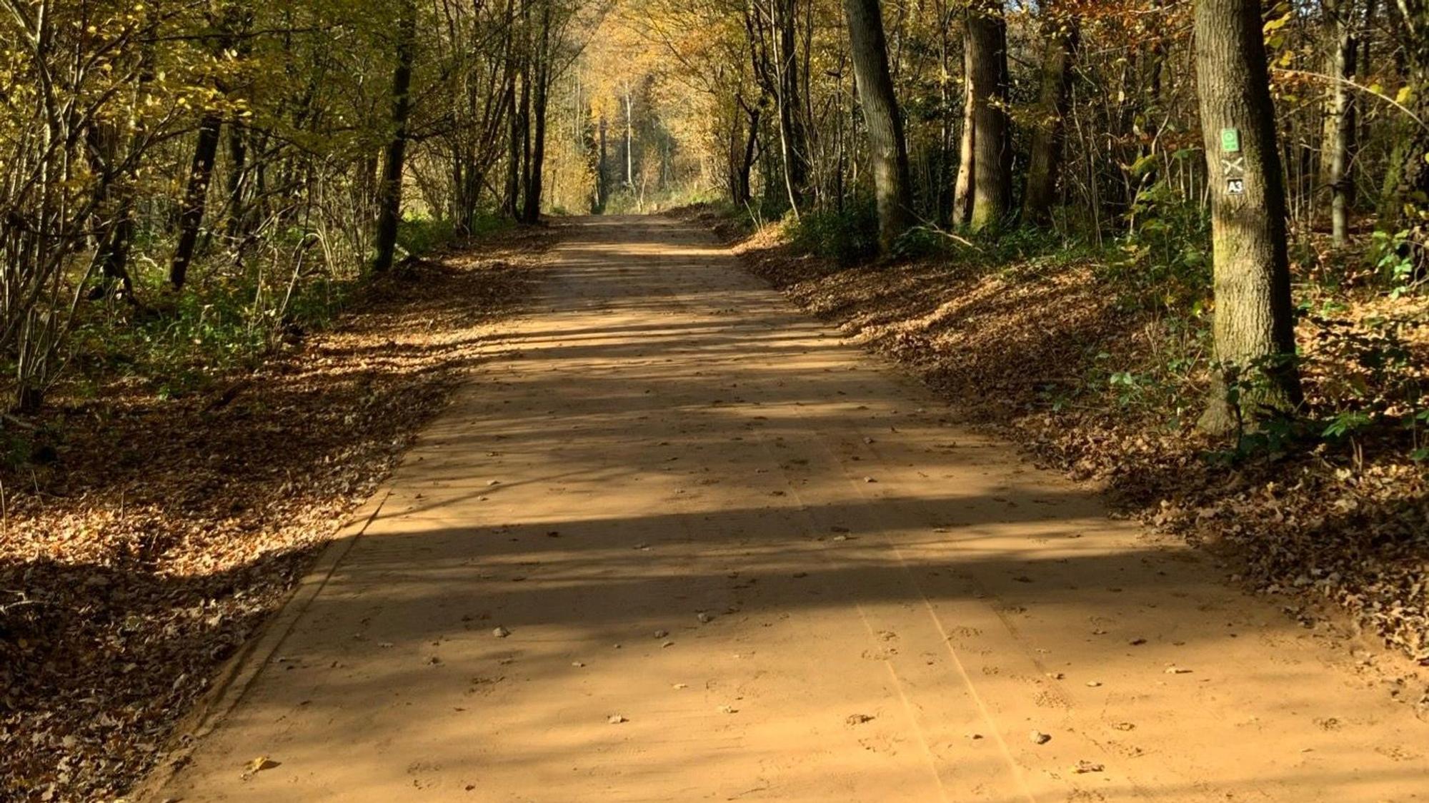 Ein Waldweg.