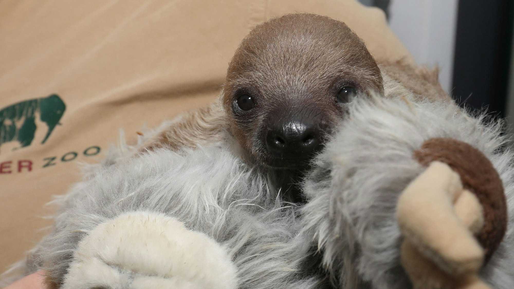 Eingekuschelt in ein Stofftier blickt das junge Faultier in die Welt.