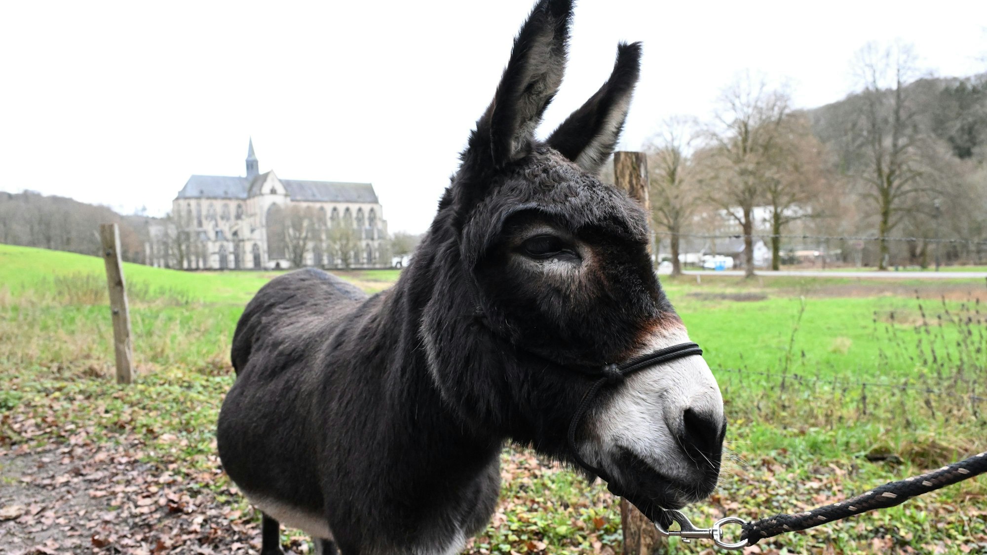 Ein Esel steht auf einer Wiese vor dem Altenberger Dom.