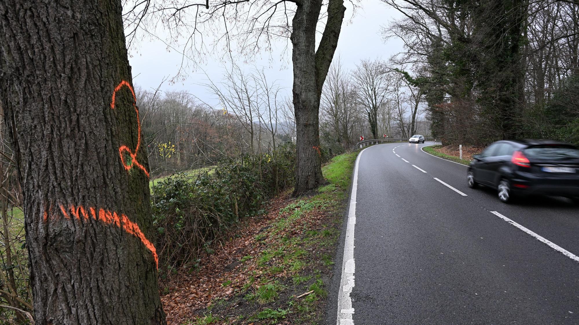 Das Foto zeigt Bäume, die gefällt werden an der Alleestraße zwischen Herkenrath und Spitze