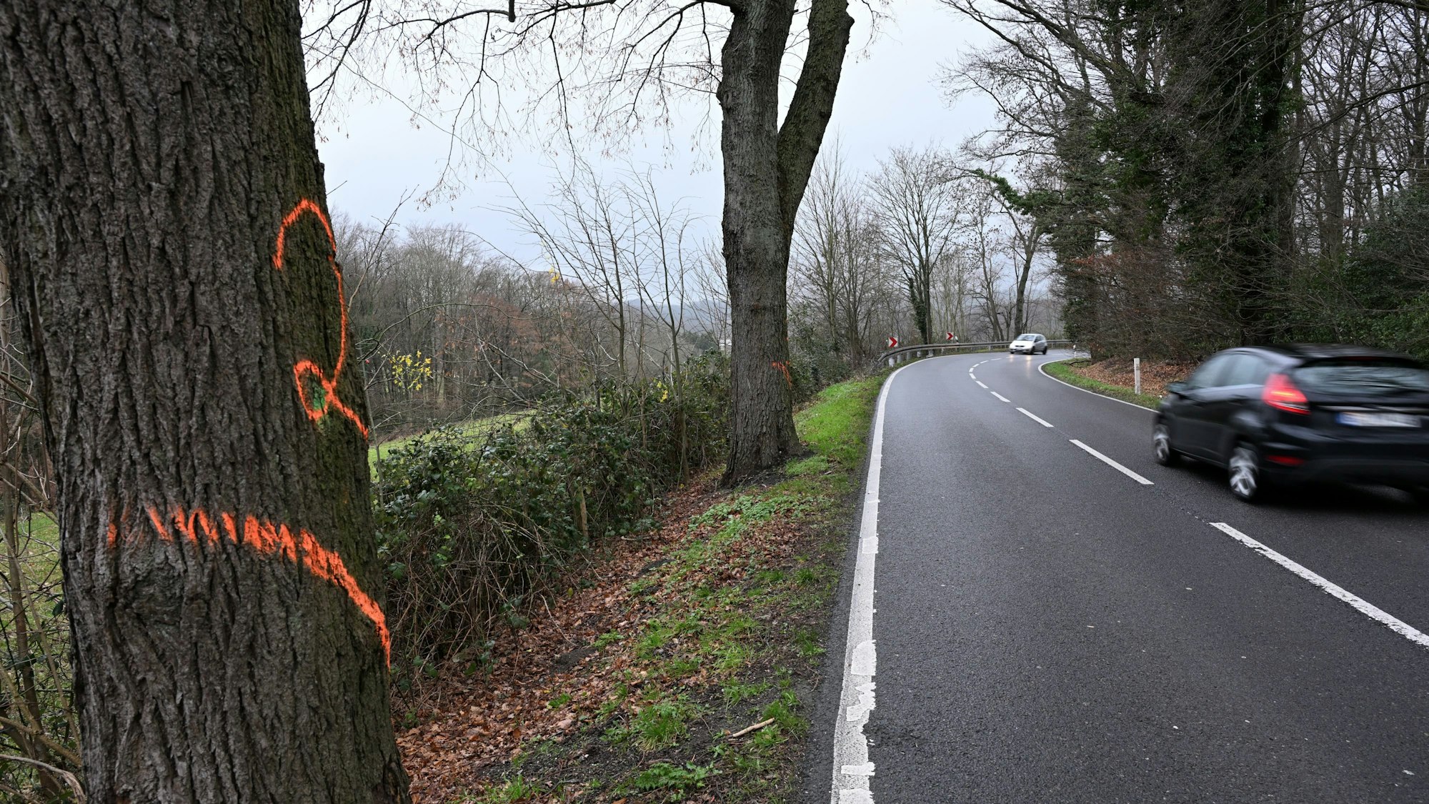 Das Foto zeigt Bäume, die gefällt werden an der Alleestraße zwischen Herkenrath und Spitze