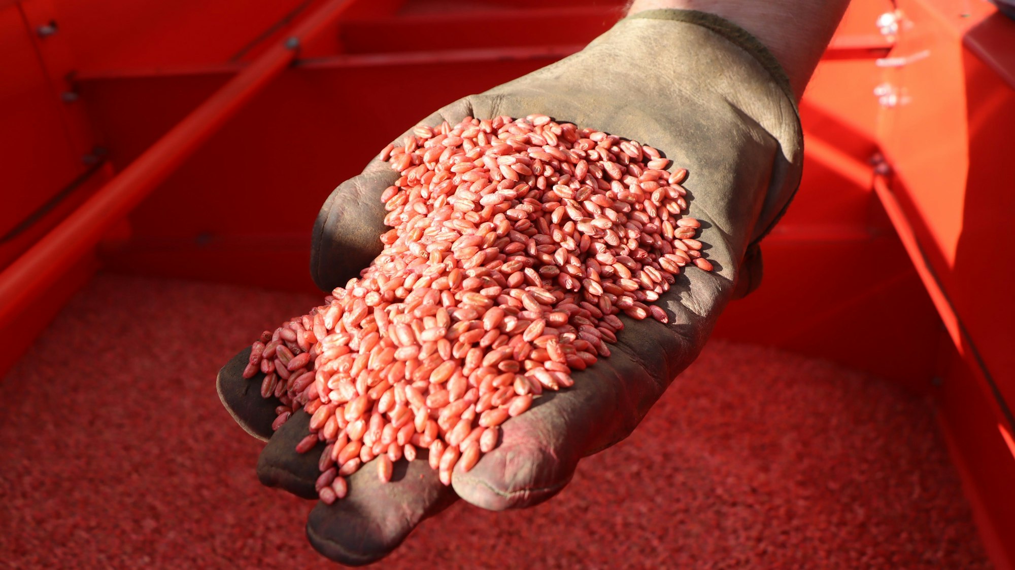 Zu sehen ist Weizen in einer Hand.