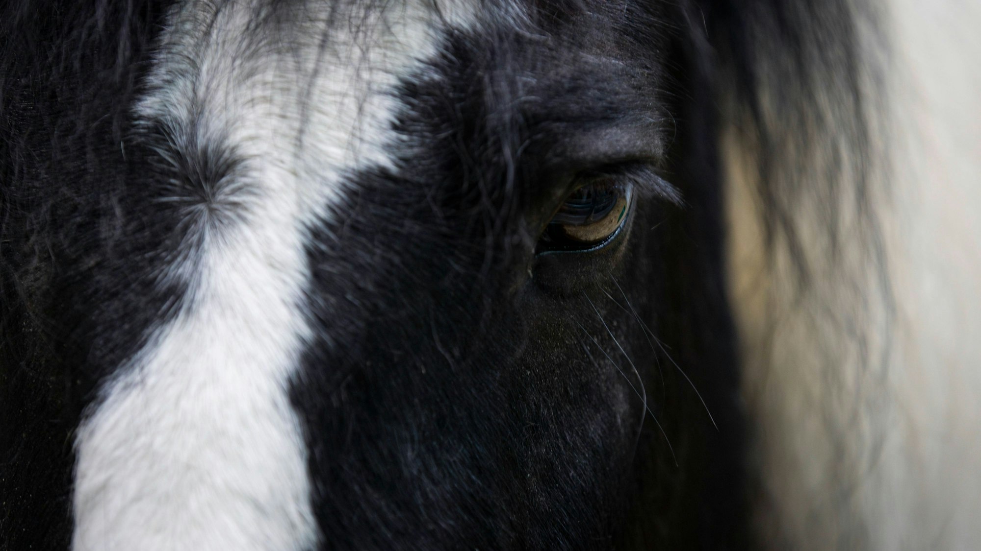 Wurde das Pferd vom Knallgeräusch eines Feuerwerkskörpers in Angst versetzt? Das müssen die Ermittlungen nun klären. (Synonym)