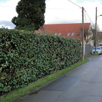 Im Bereich der Kita Regenbogen verhindern die Findlinge auf dem Seitenstreifen, dass sich der Grünstreifen durch ausweichende Kfz in Matsch verwandelt - schränken aber auch den Raum für Ausweichmanöver weiter ein.