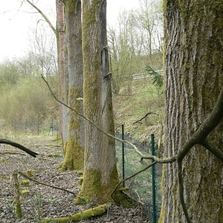Der schlanke Stamm der Zitterpappeln kann bis zu einem Meter Durchmesser umfassen.