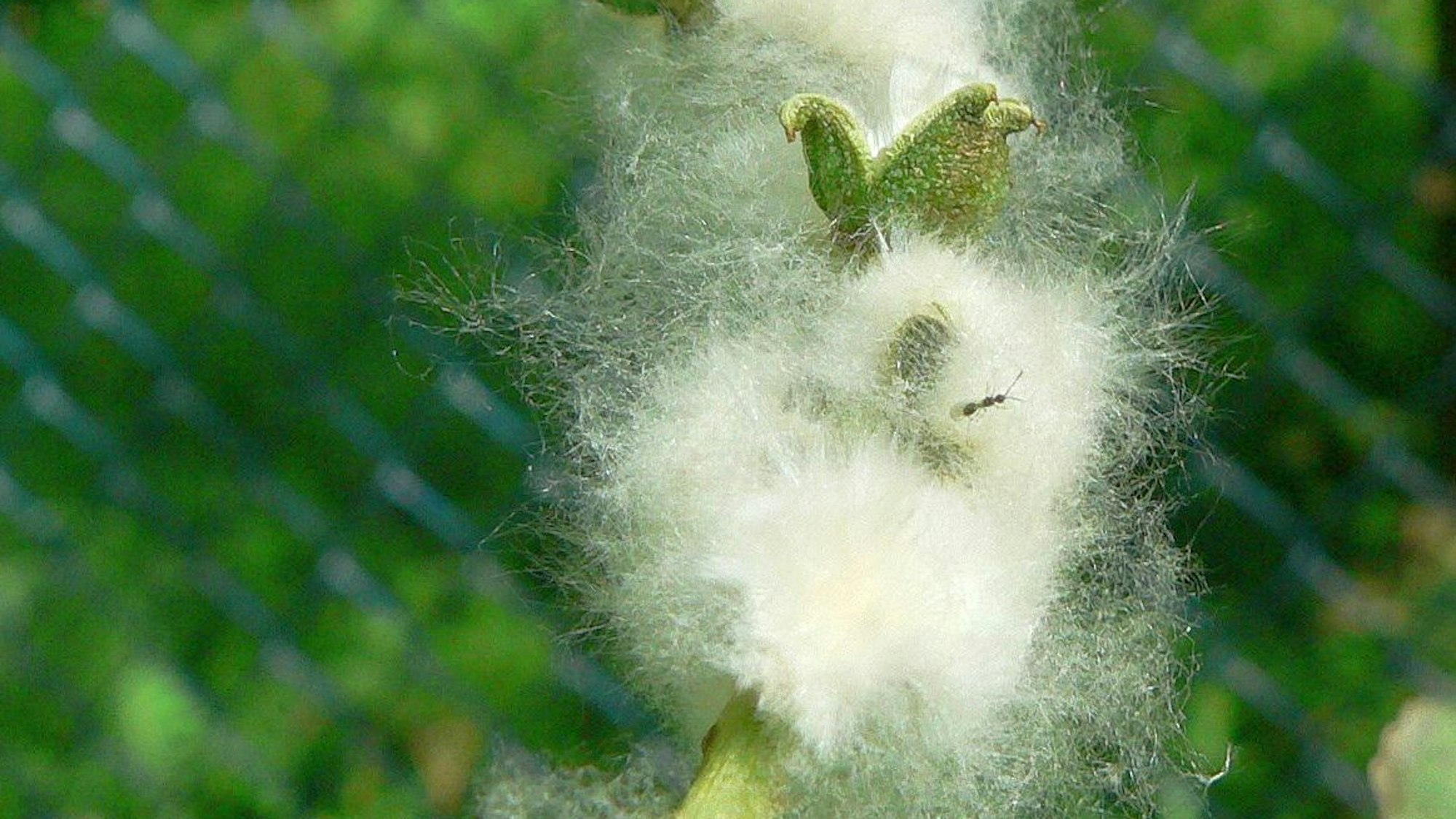 Die Zitterpappeln haben grüne Kapselfrüchte, aus denen nach der Reife Samen mit weißen, watteartigen Haaren entweichen und vom Wind verbreitet werden.