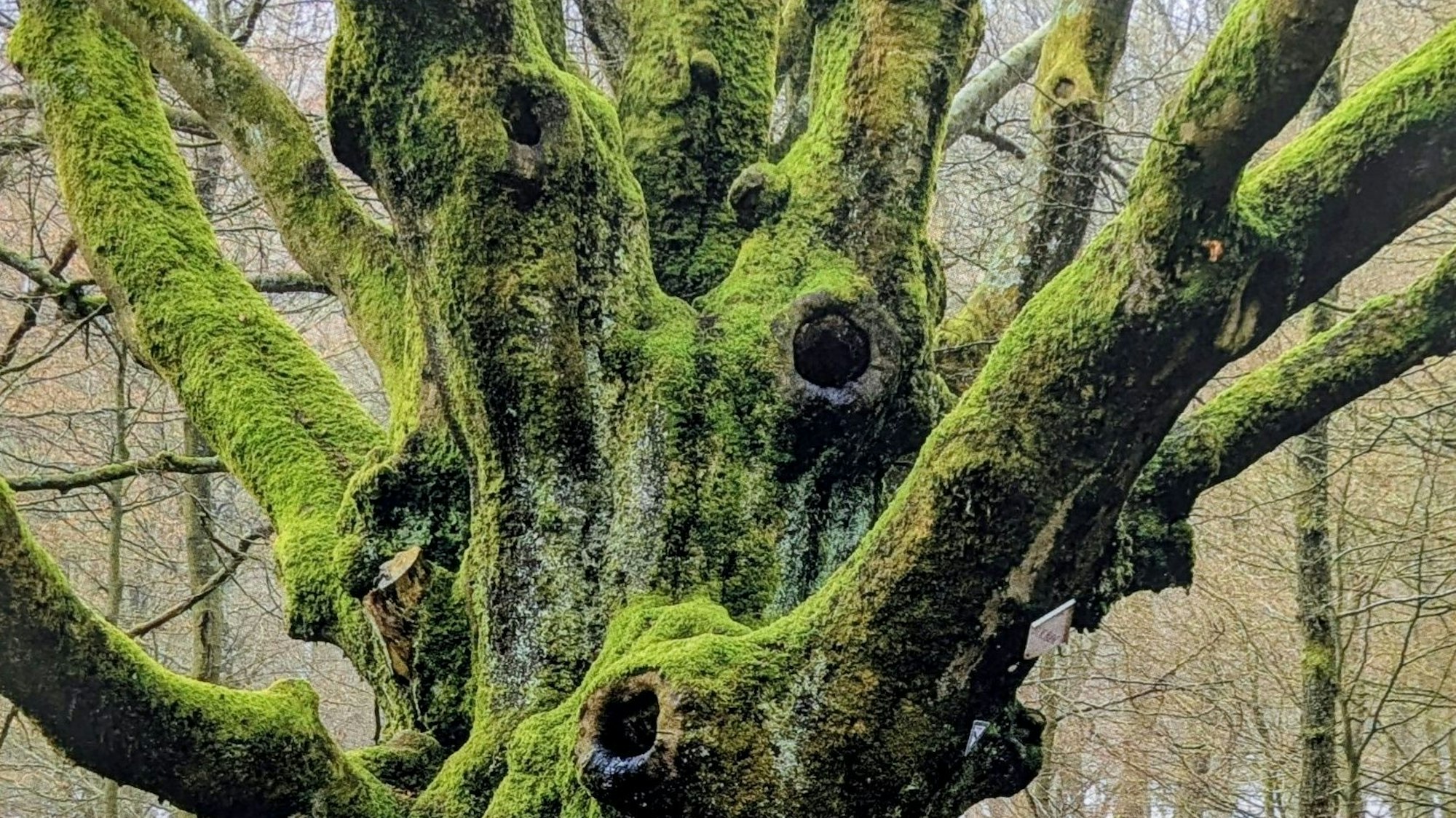 Der Stamm eines alten Baumes ist mit Moos bewachsen.