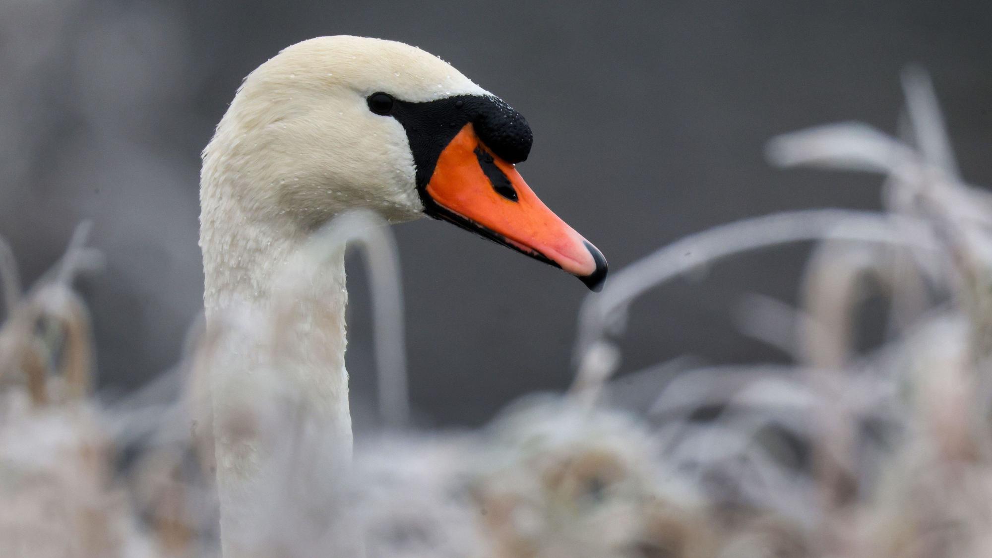 Ein Schwan blickt zwischen gefrorenen Grashalmen hervor.