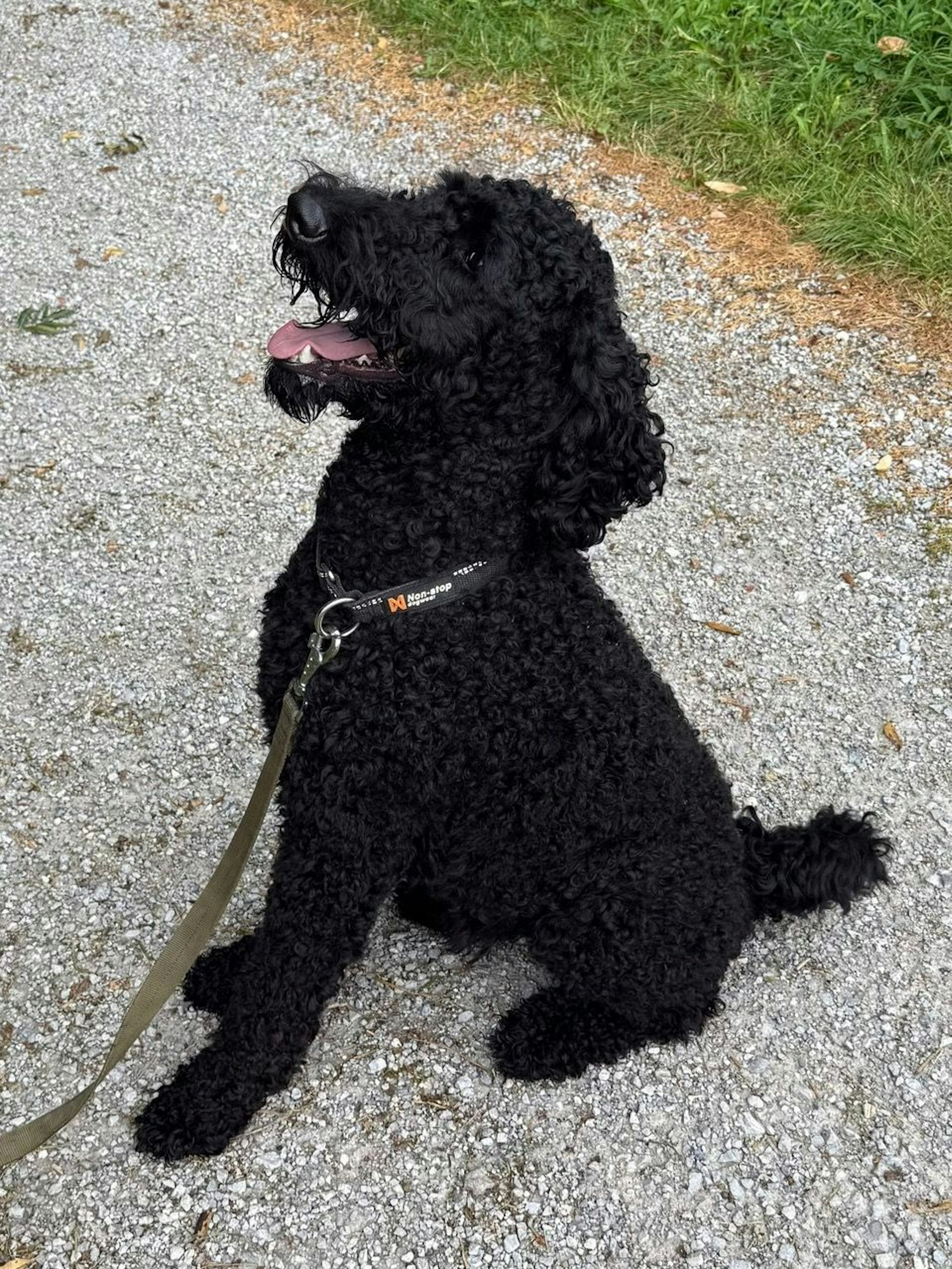 Der schwarze Pudel Filo kommt im Frühjahr nach Rhöndorf