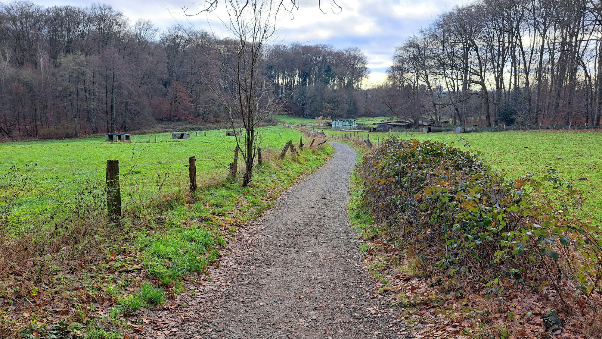 Ein breiter Weg führt zwischen Weiden und Wiesen hindurch.