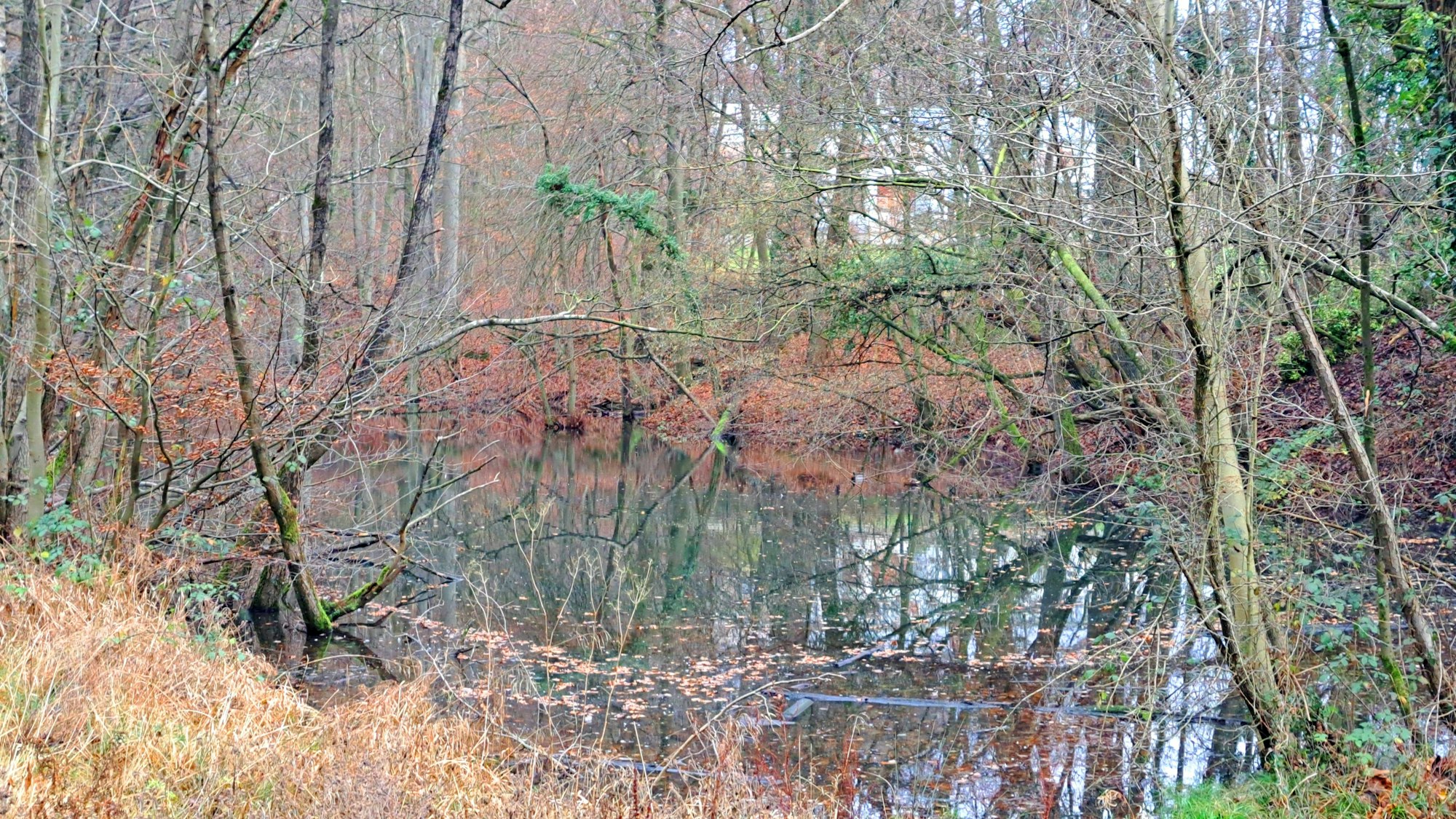 Zwischen Bäumen ist ein zugewachsener Teich im Wald zu sehen.