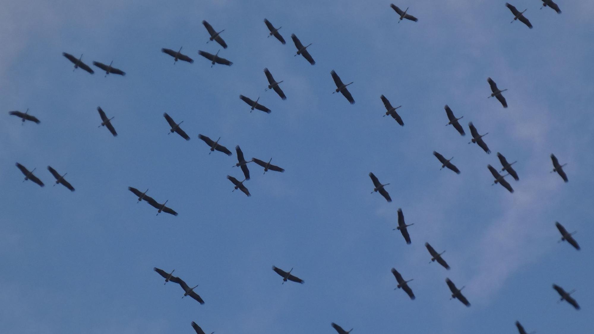 Man sieht einen Schwarm Kraniche am blauen Himmel über Satzvey.