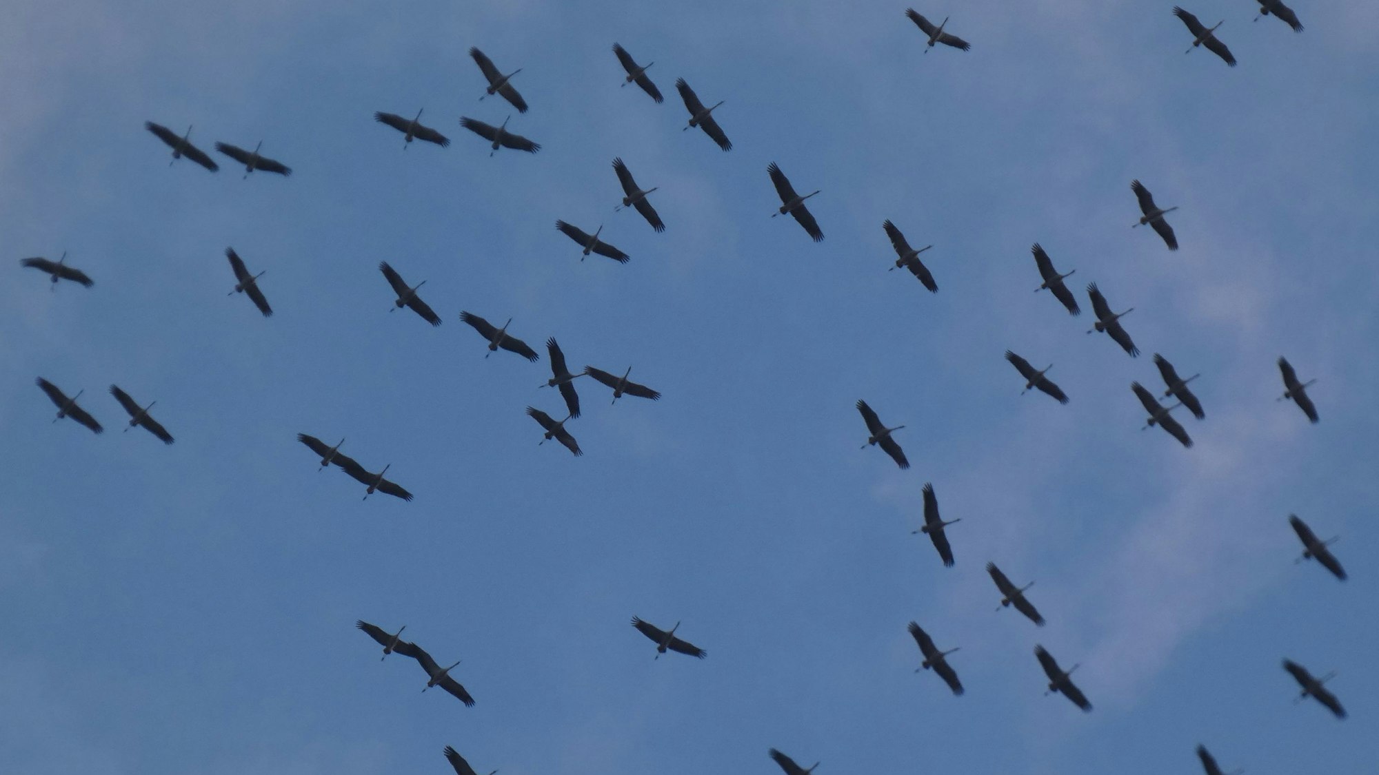 Man sieht einen Schwarm Kraniche am blauen Himmel über Satzvey.