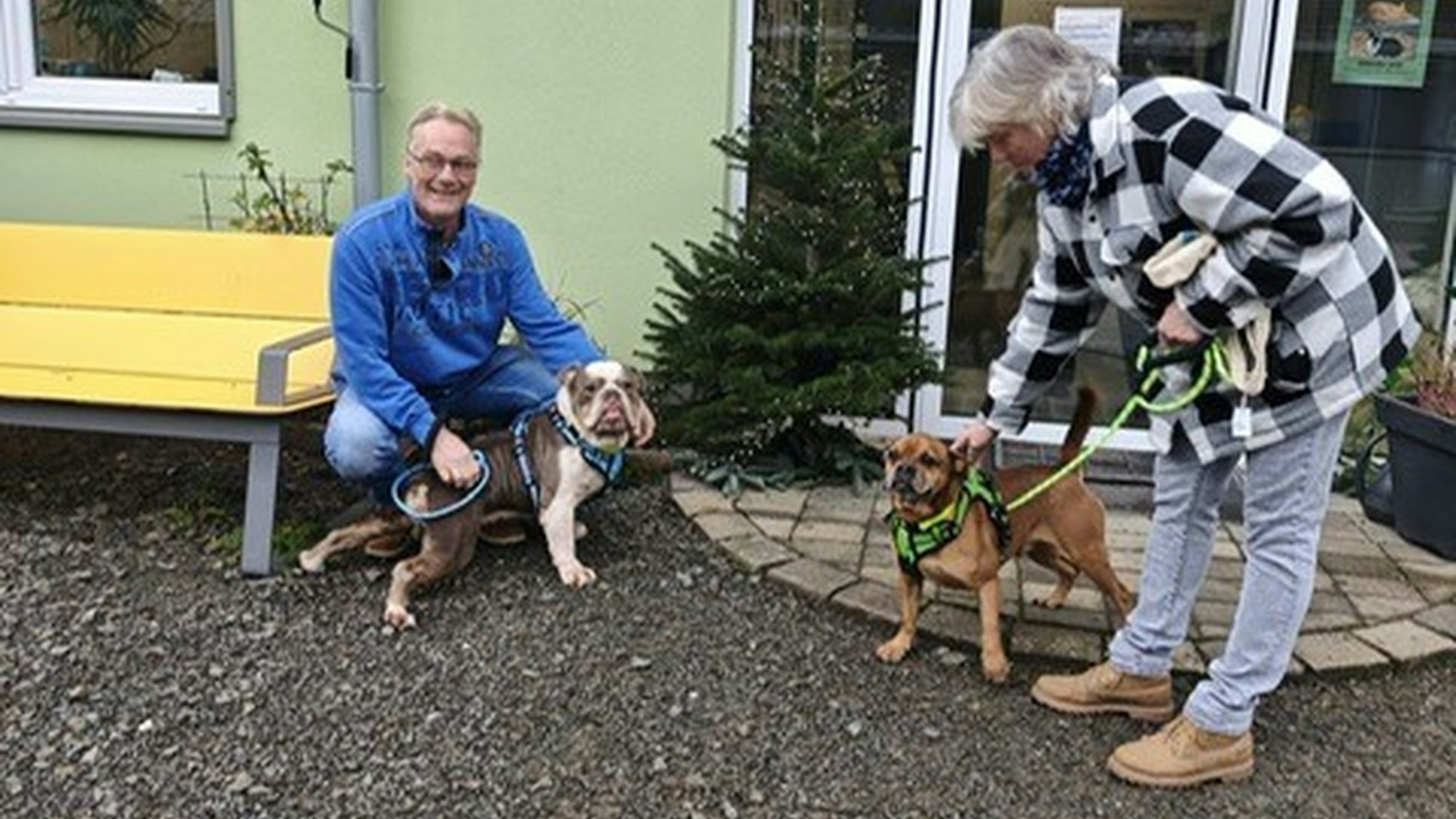 Zwei Bulldoggen aus dem Tierheim haben neue Besitzer gefunden.